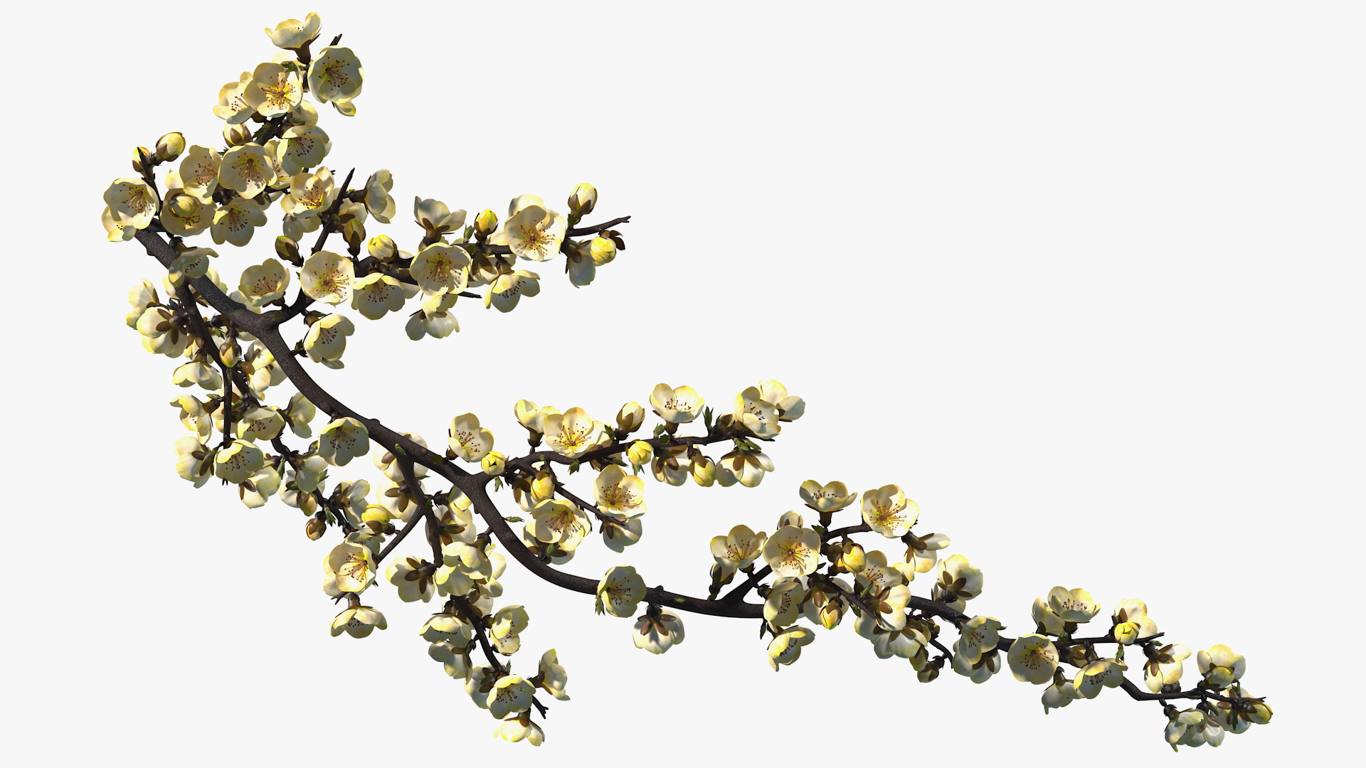 3D Yellow Cherry Blossom Branch model