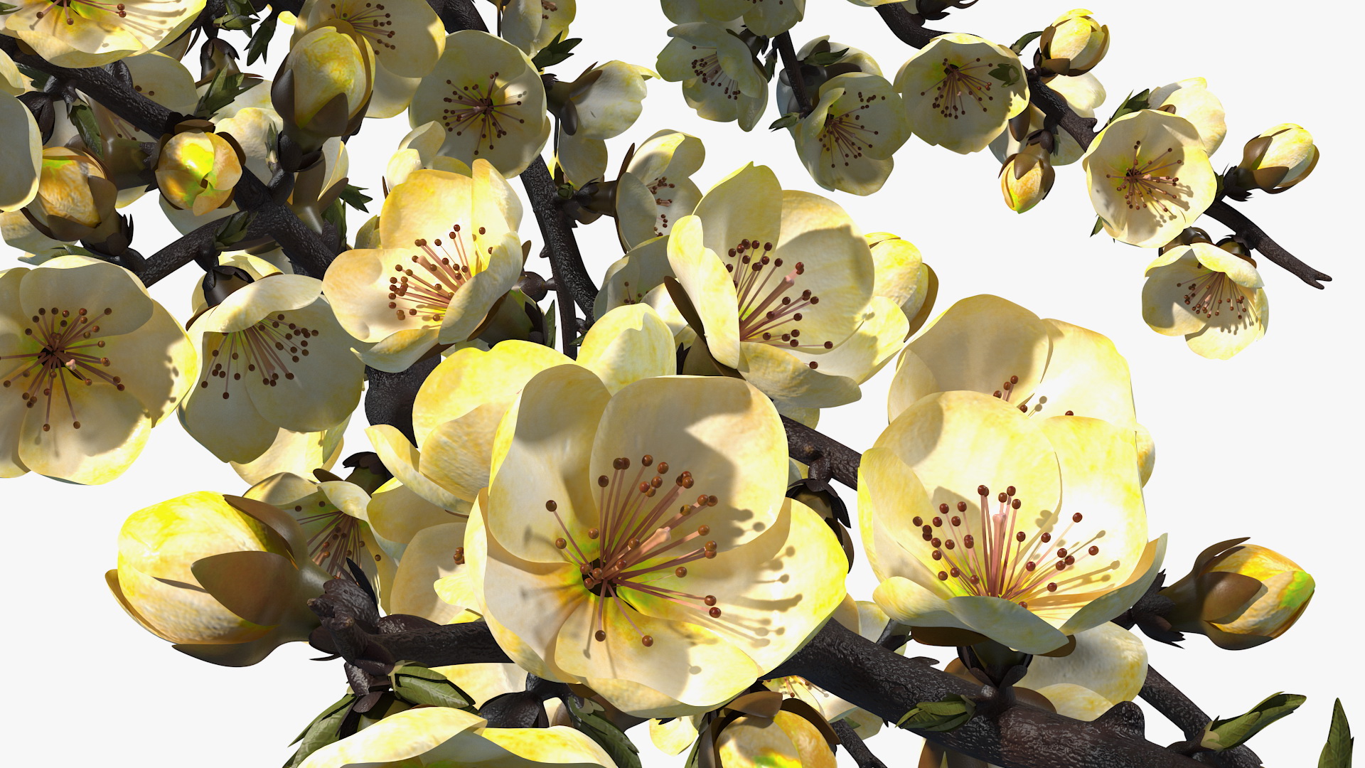 3D Yellow Cherry Blossom Branch model