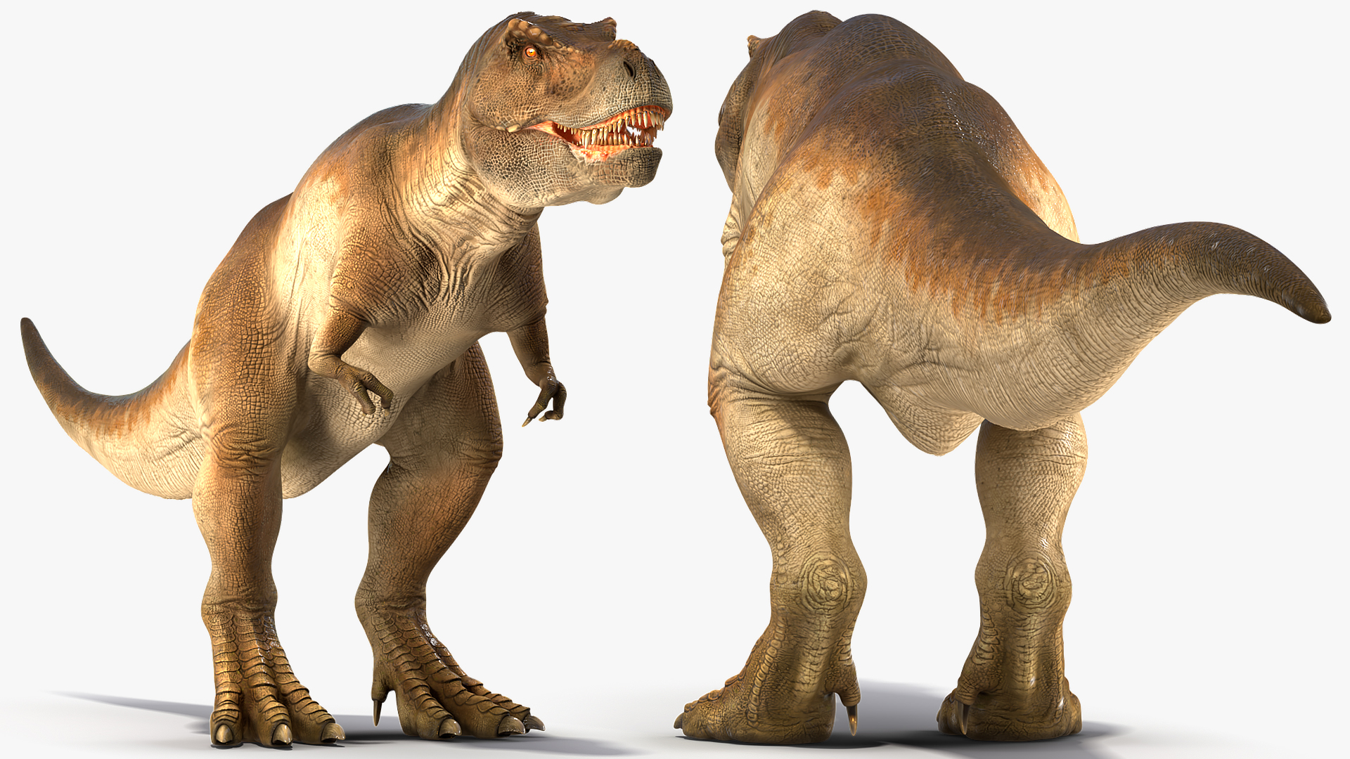 3D Animated Tyrannosaurus Rex Waiting Rigged