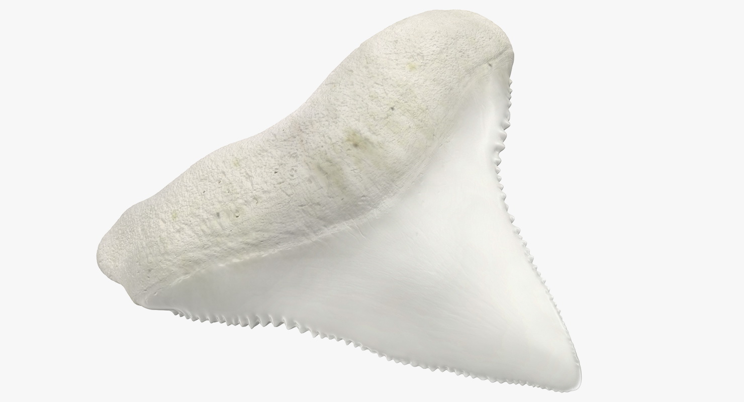 3D model Shark Teeth Carcharodon Angustidens