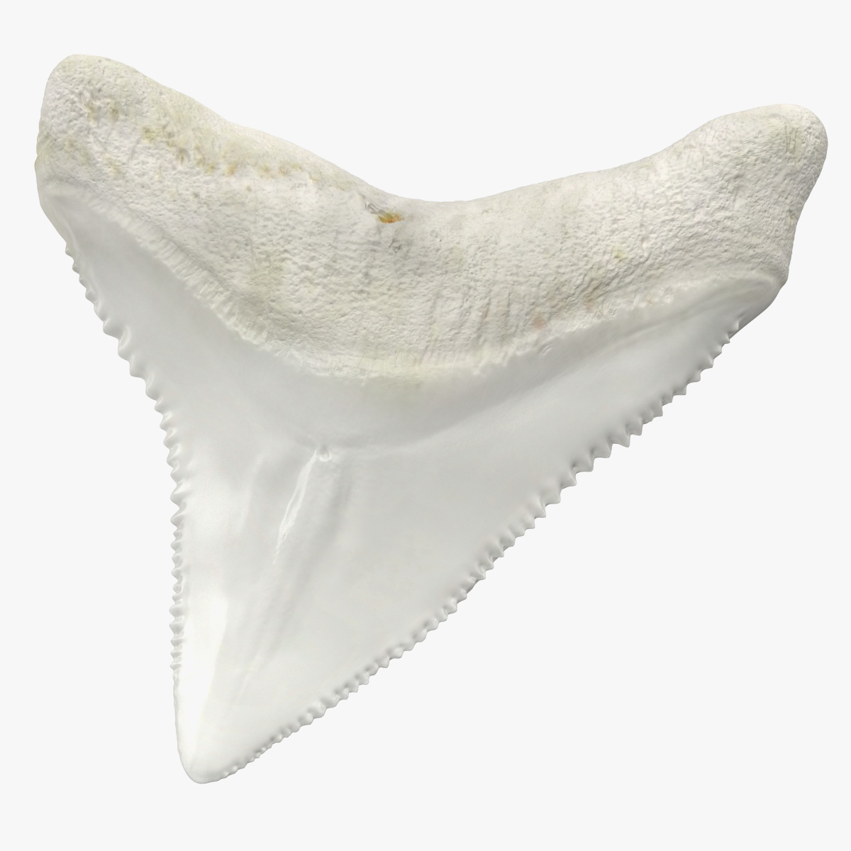 Shark Teeth Carcharodon Angustidens 3D Model, view 3