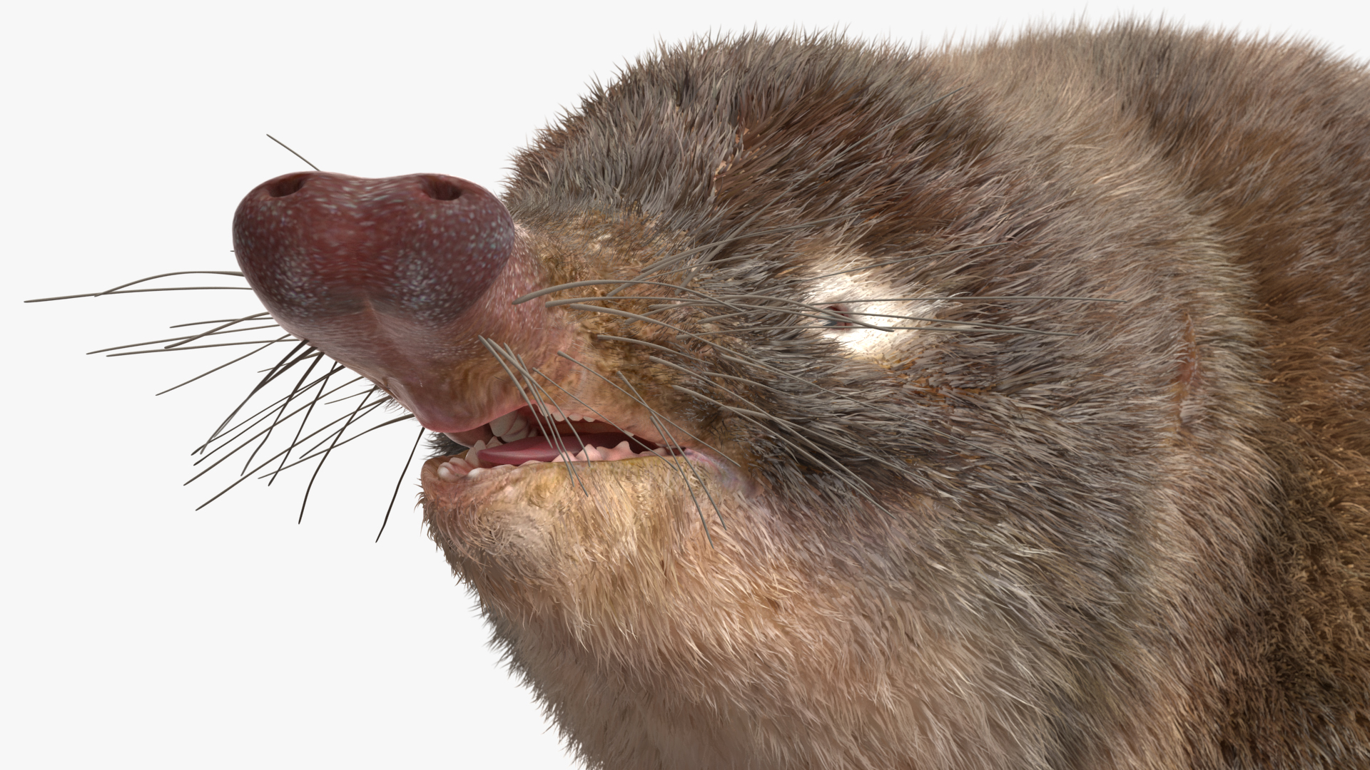 3D model Russian Desman Fur Rigged