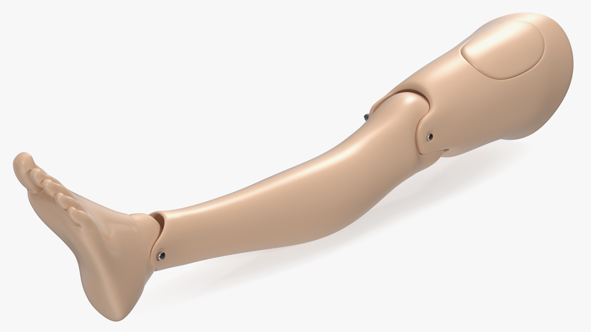 3D model First Aid Training Manikin Leg