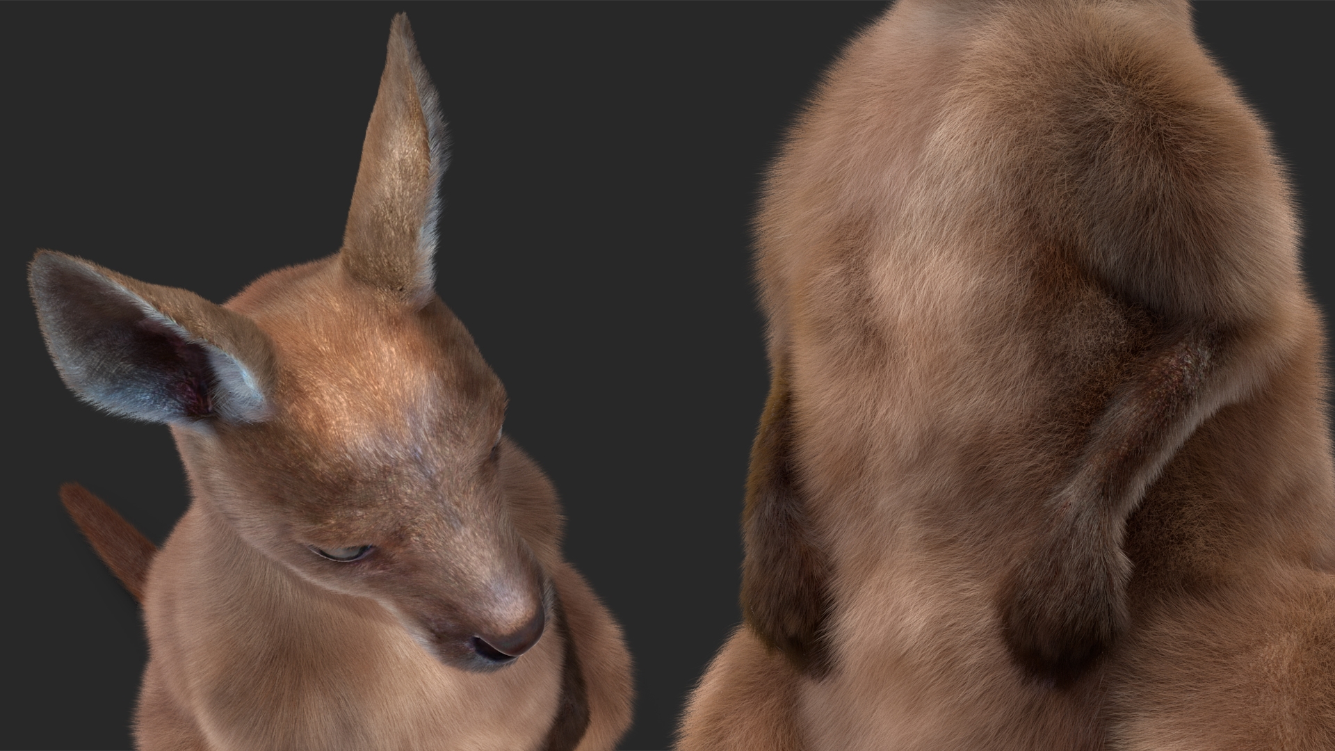 Baby Kangaroo in Standing Pose Fur 3D model