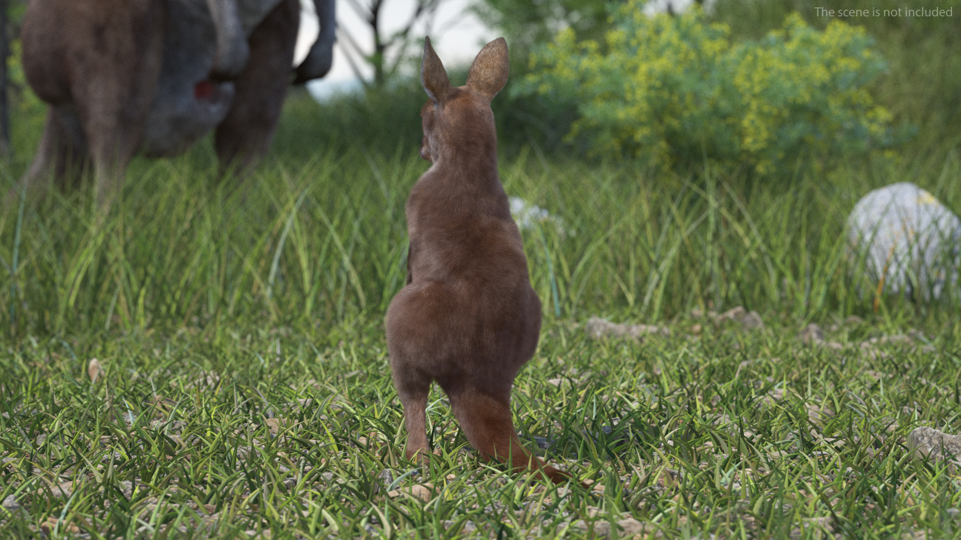 Baby Kangaroo in Standing Pose Fur 3D model