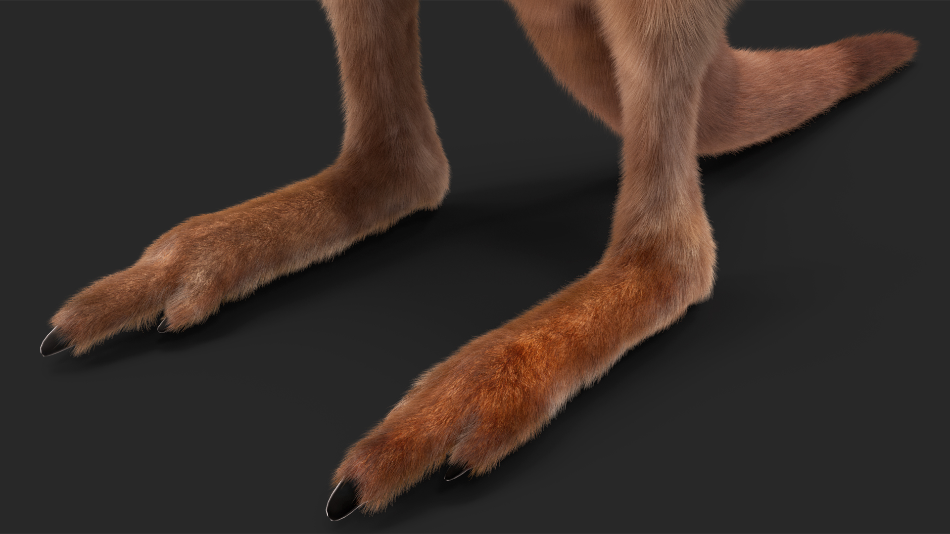 Baby Kangaroo in Standing Pose Fur 3D model