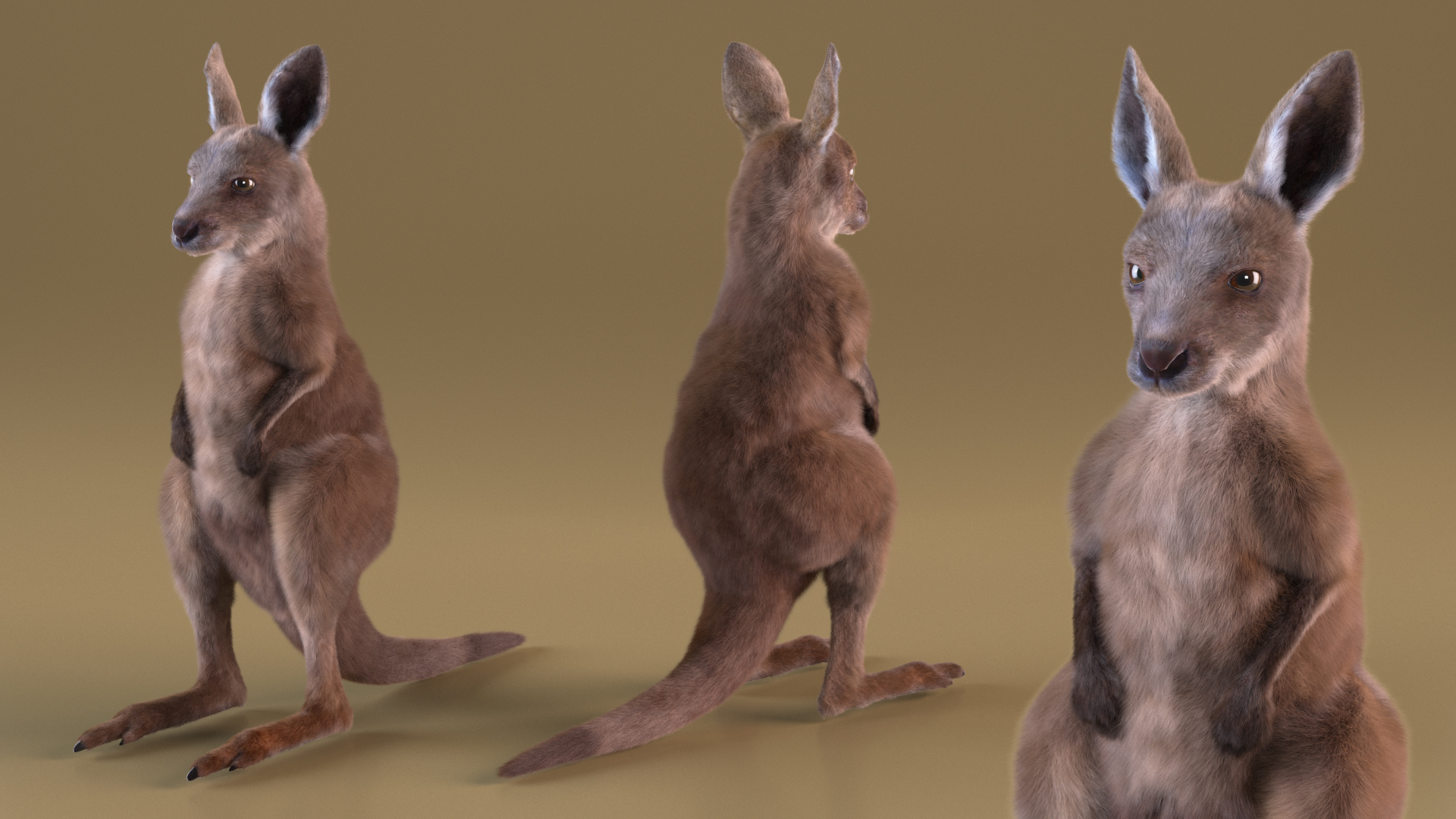 Baby Kangaroo in Standing Pose Fur 3D model