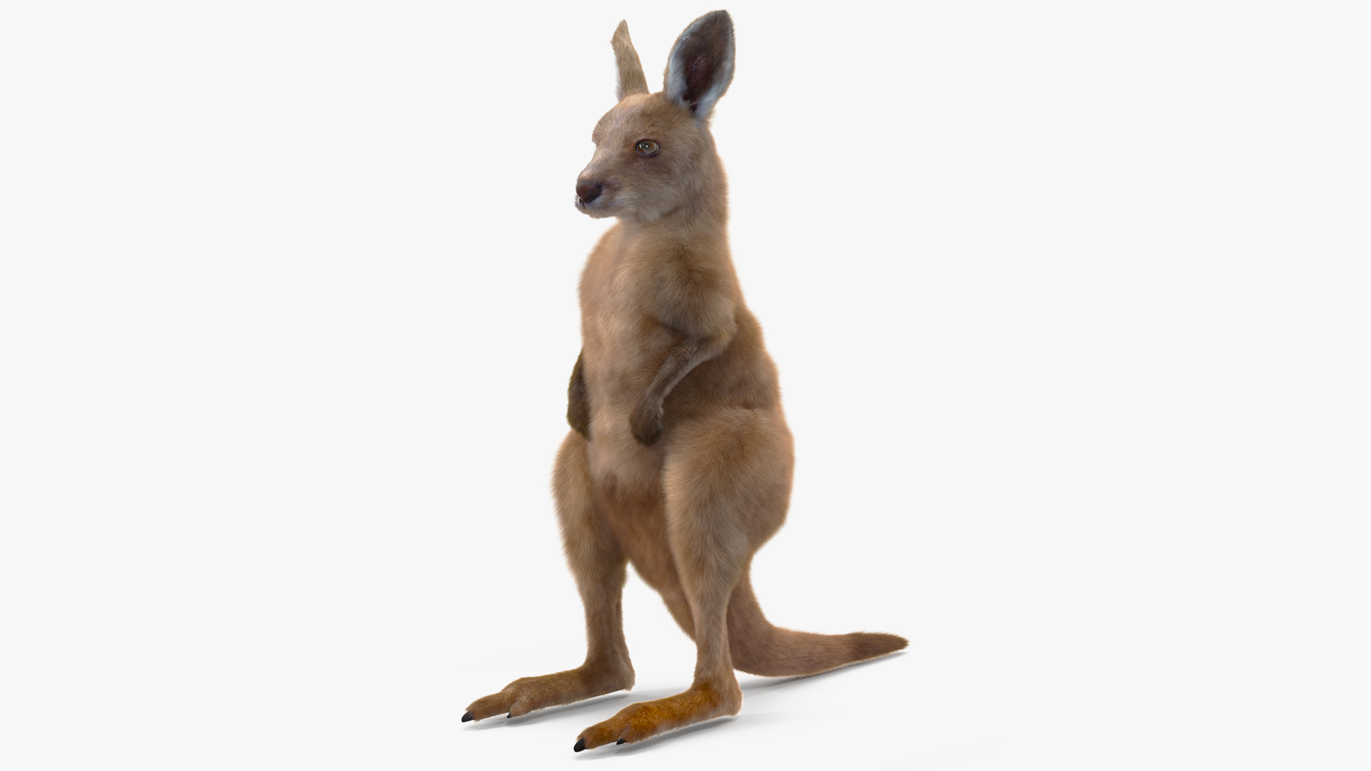 Baby Kangaroo in Standing Pose Fur 3D model