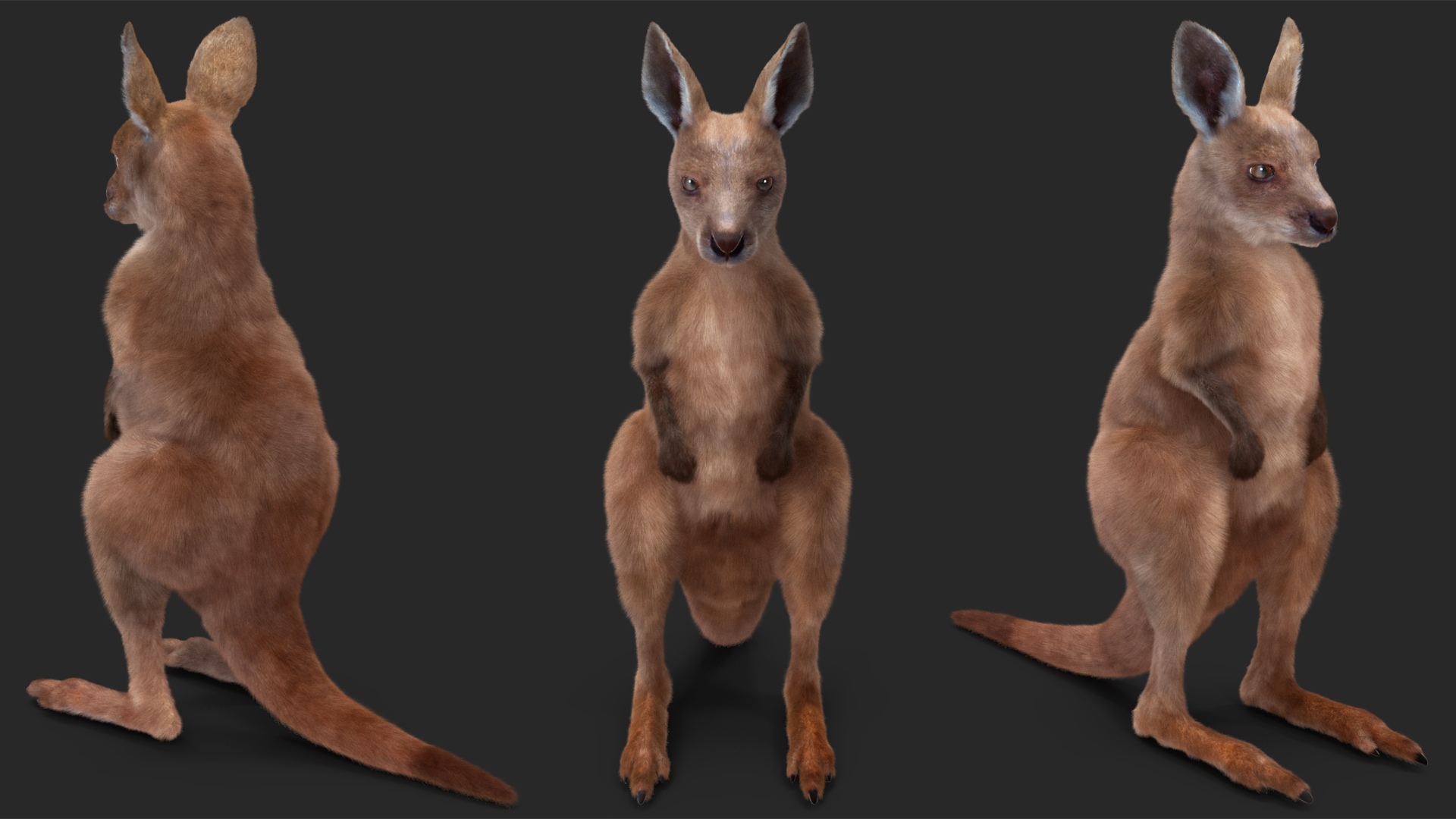 Baby Kangaroo in Standing Pose Fur 3D model