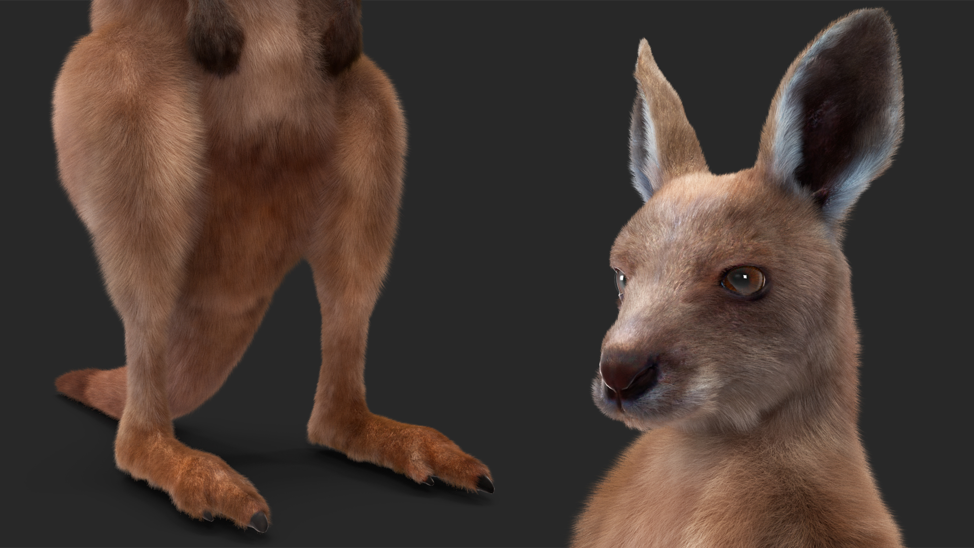 Baby Kangaroo in Standing Pose Fur 3D model