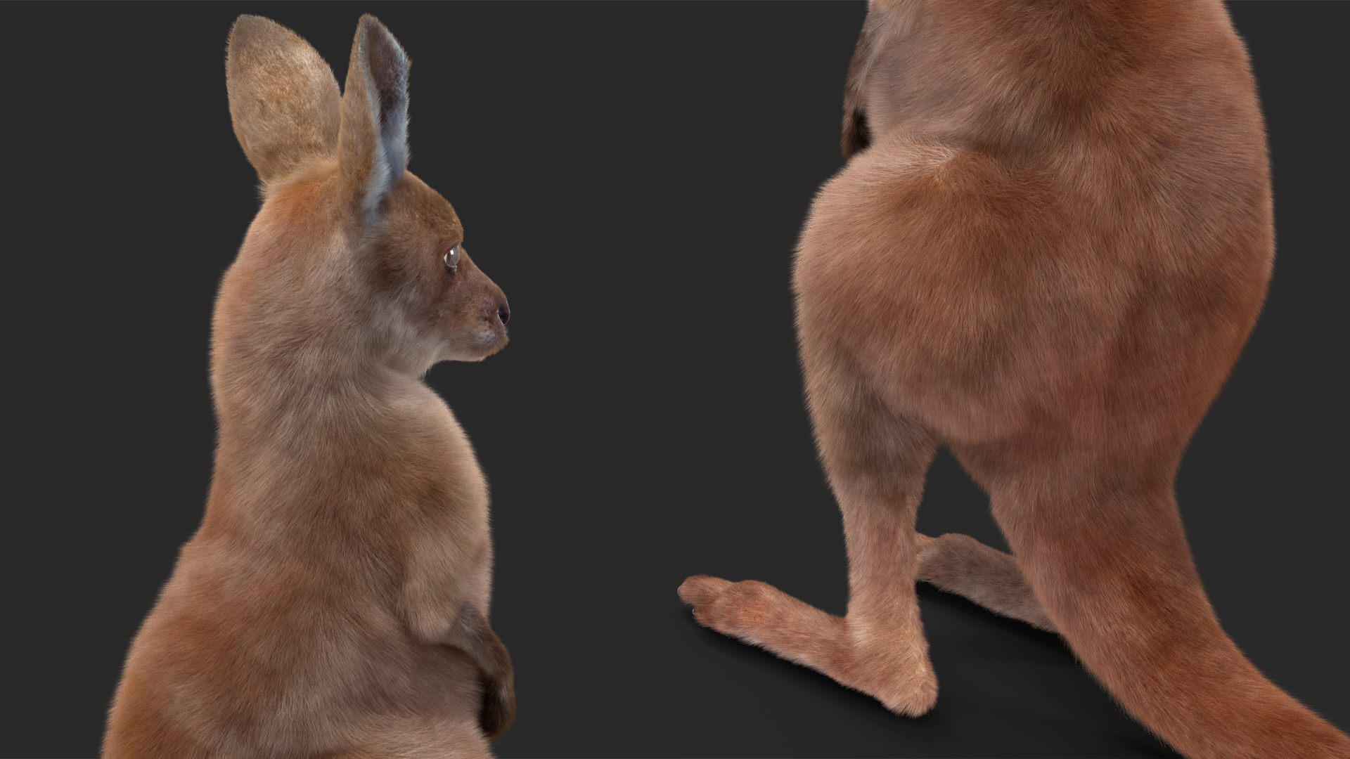 Baby Kangaroo in Standing Pose Fur 3D model