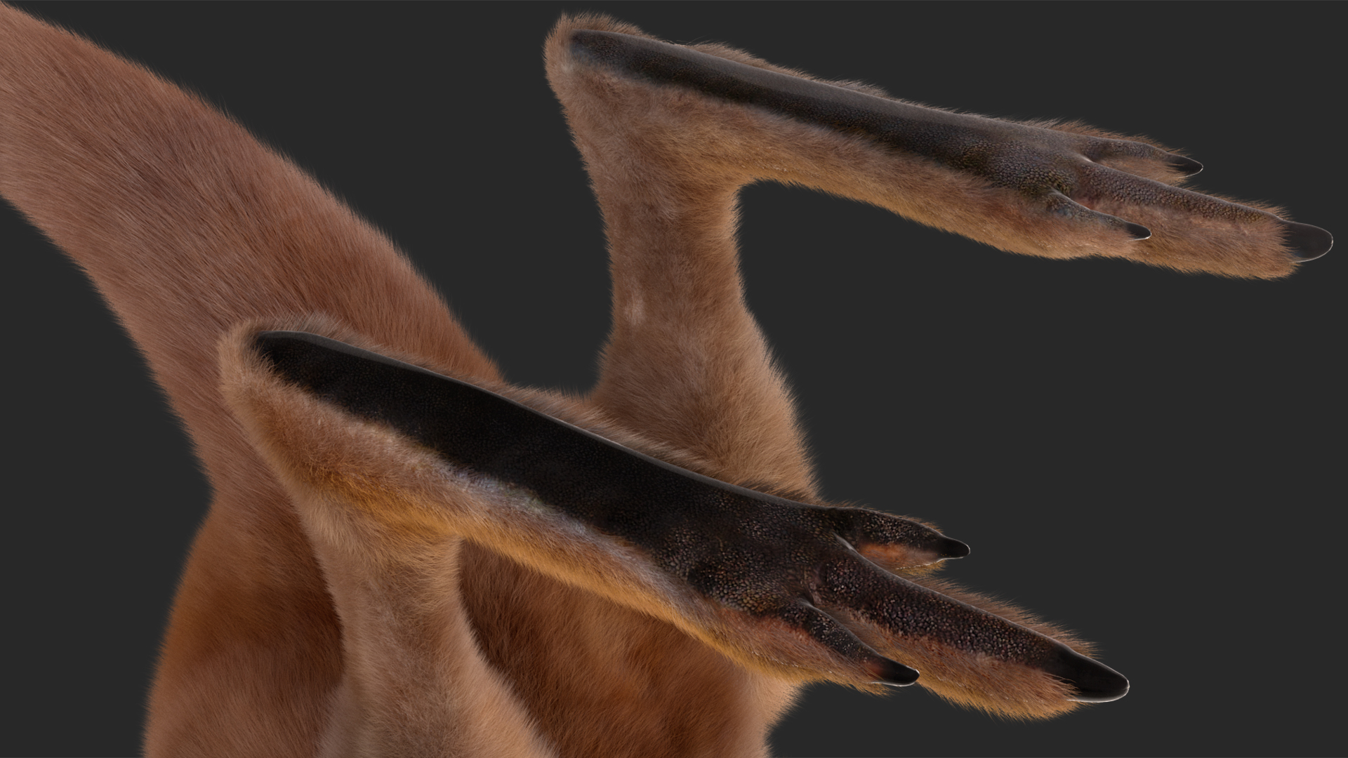 Baby Kangaroo in Standing Pose Fur 3D model