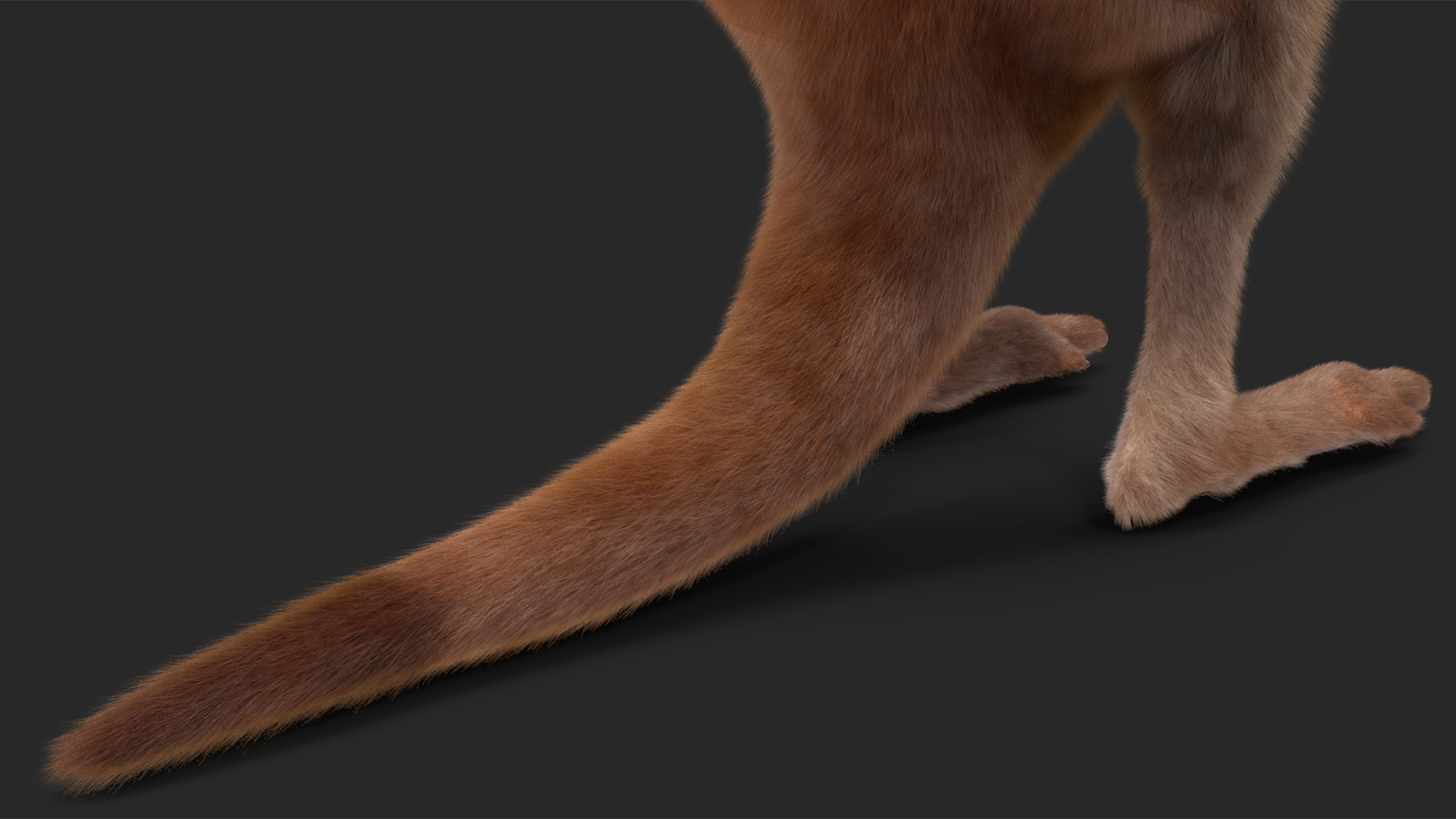 Baby Kangaroo in Standing Pose Fur 3D model