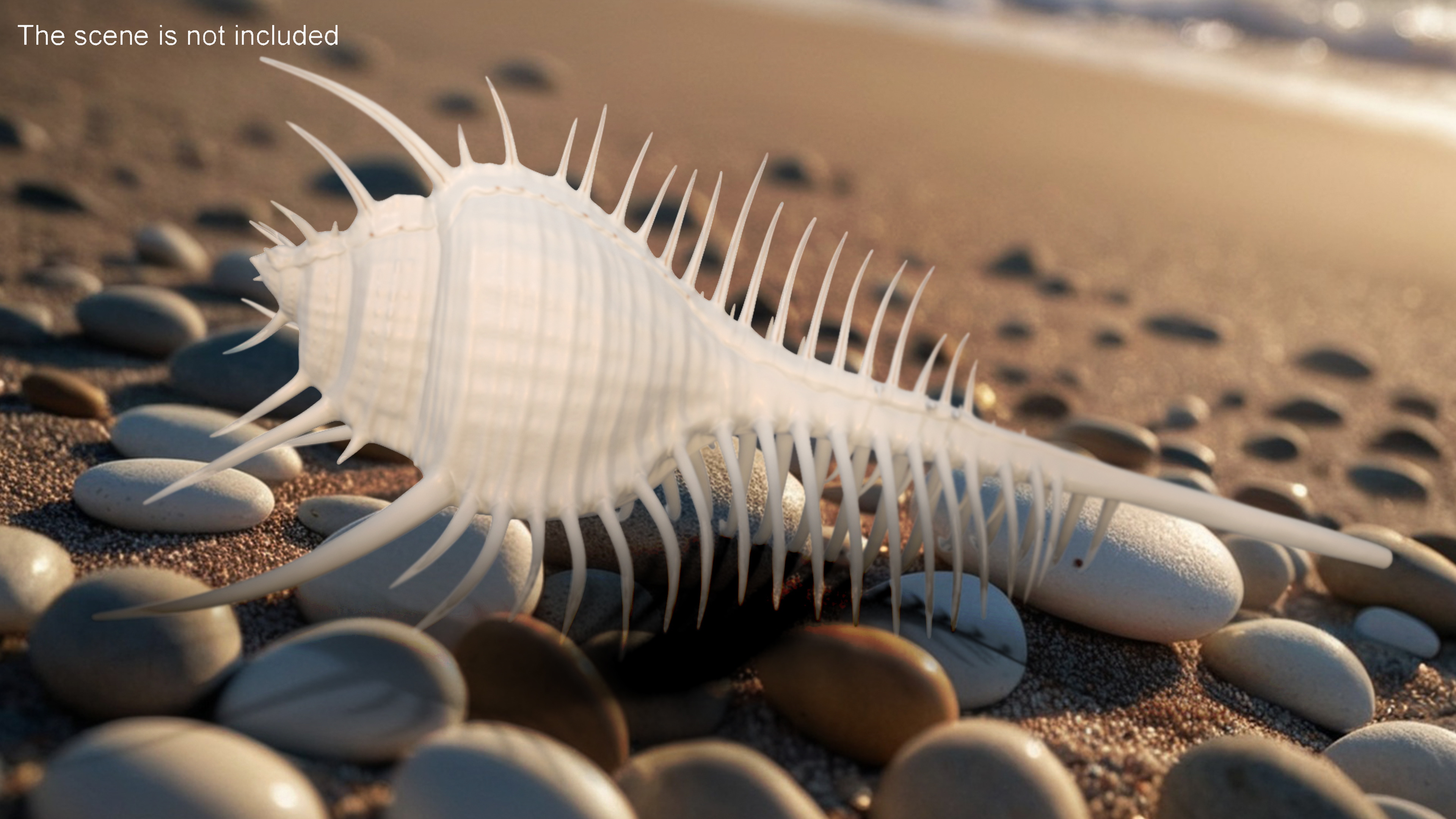 3D Seashell Venus Comb Murex White