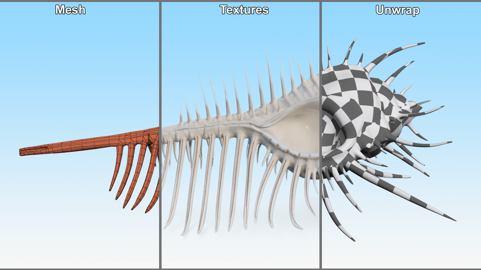 3D Seashell Venus Comb Murex White