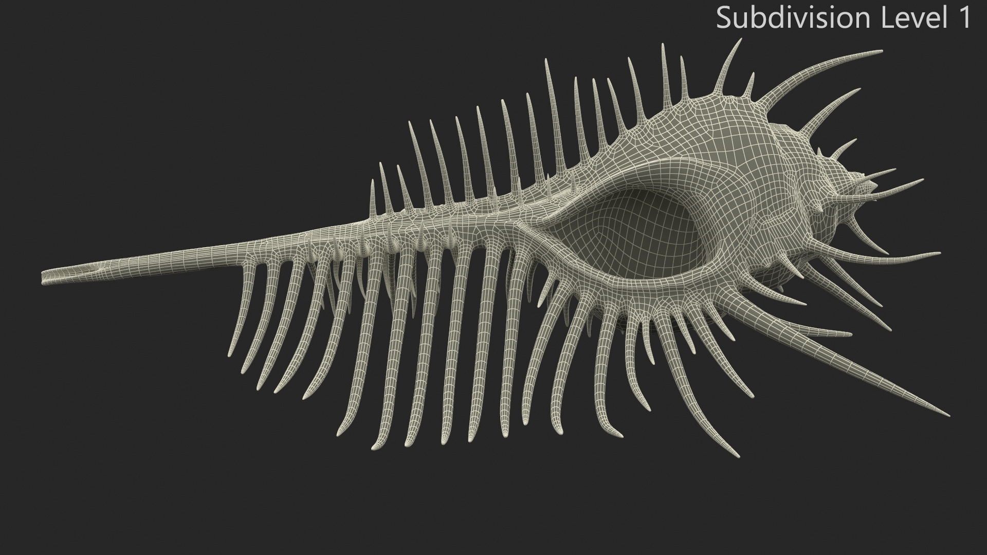 3D Seashell Venus Comb Murex White