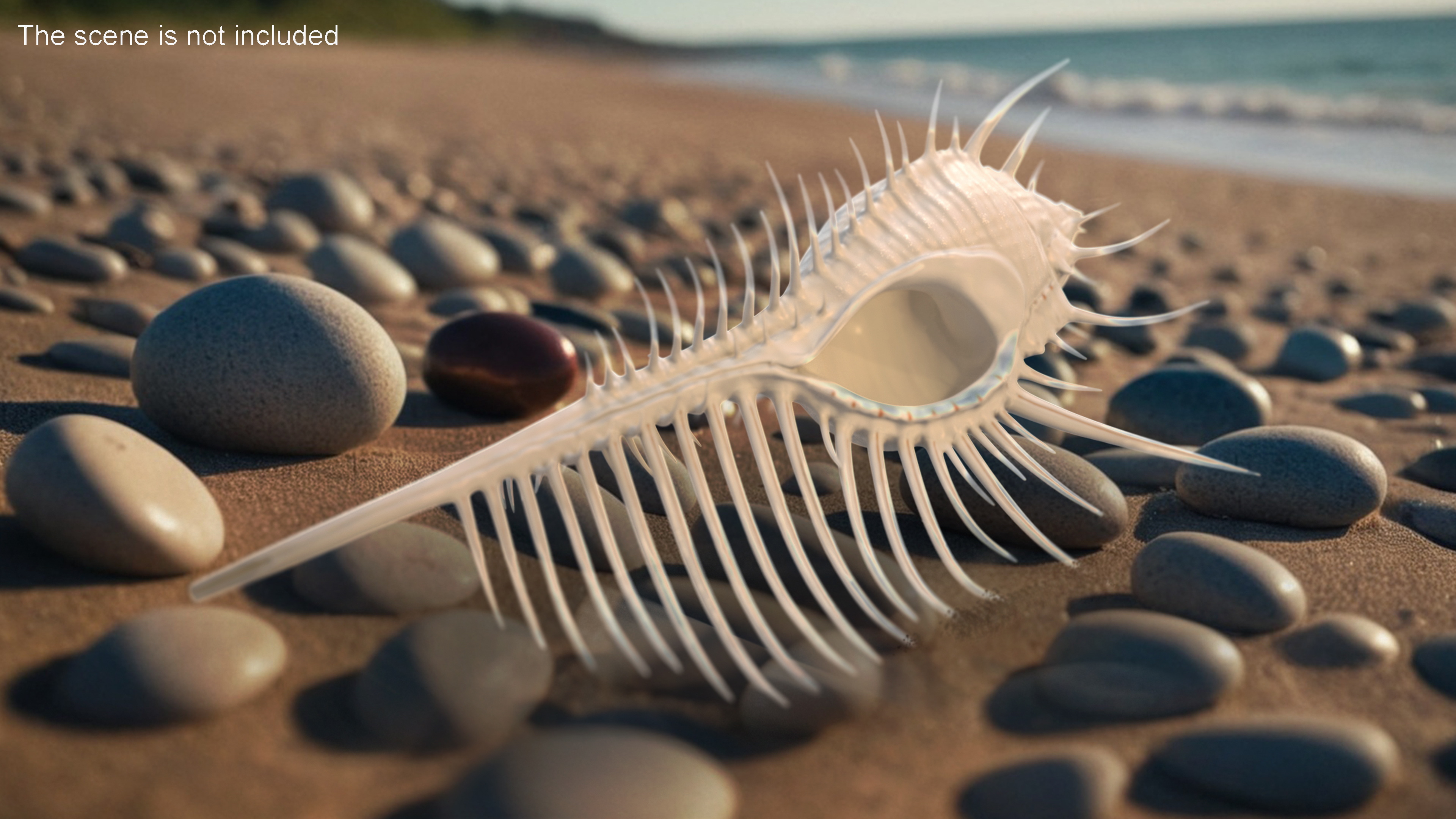3D Seashell Venus Comb Murex White