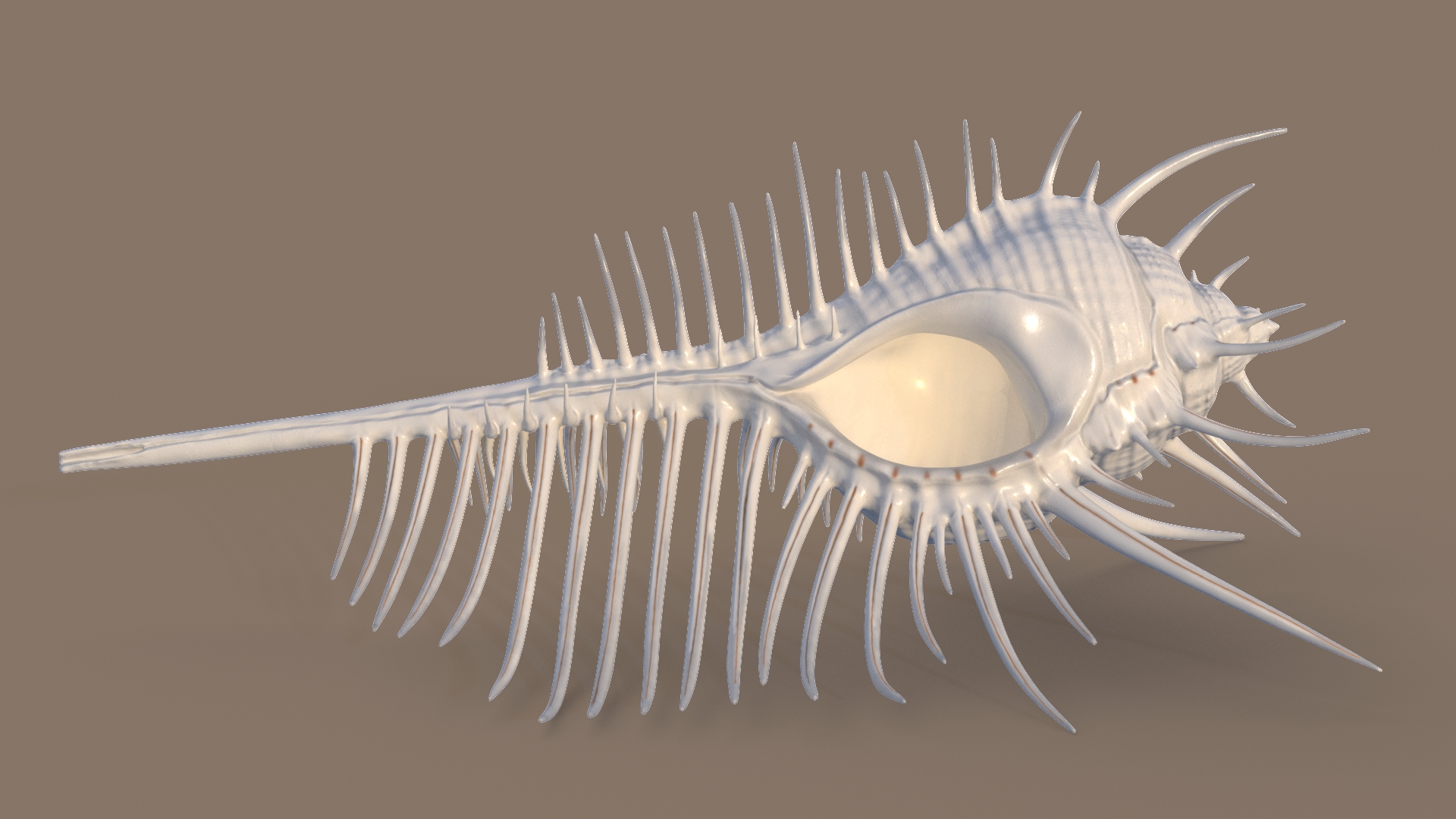 3D Seashell Venus Comb Murex White