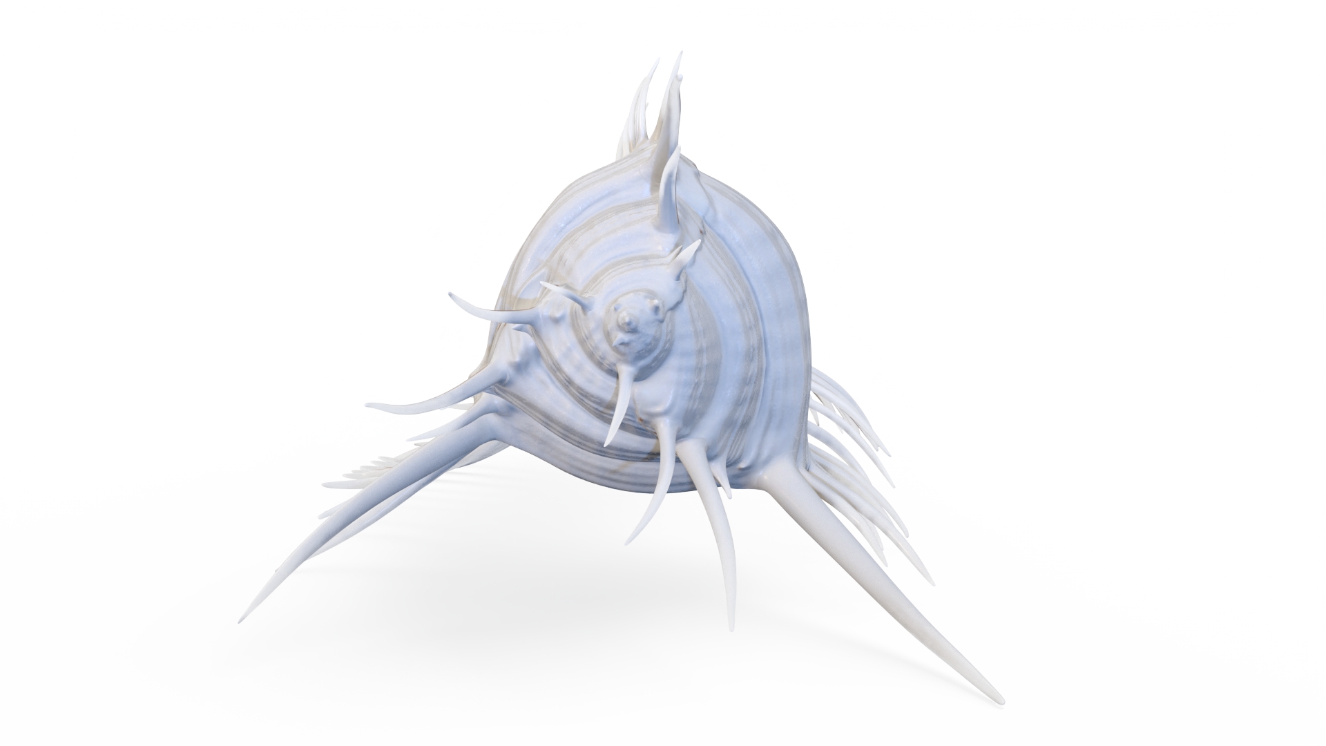 3D Seashell Venus Comb Murex White
