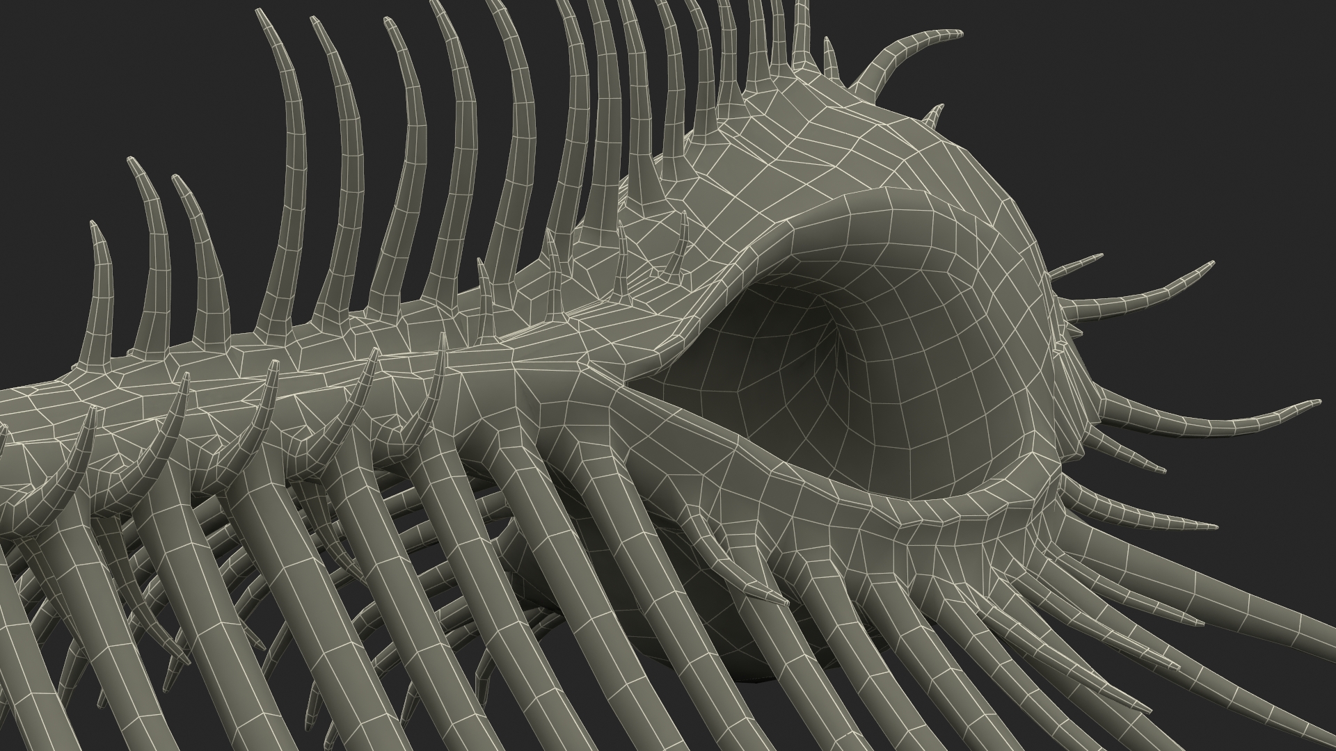 3D Seashell Venus Comb Murex White