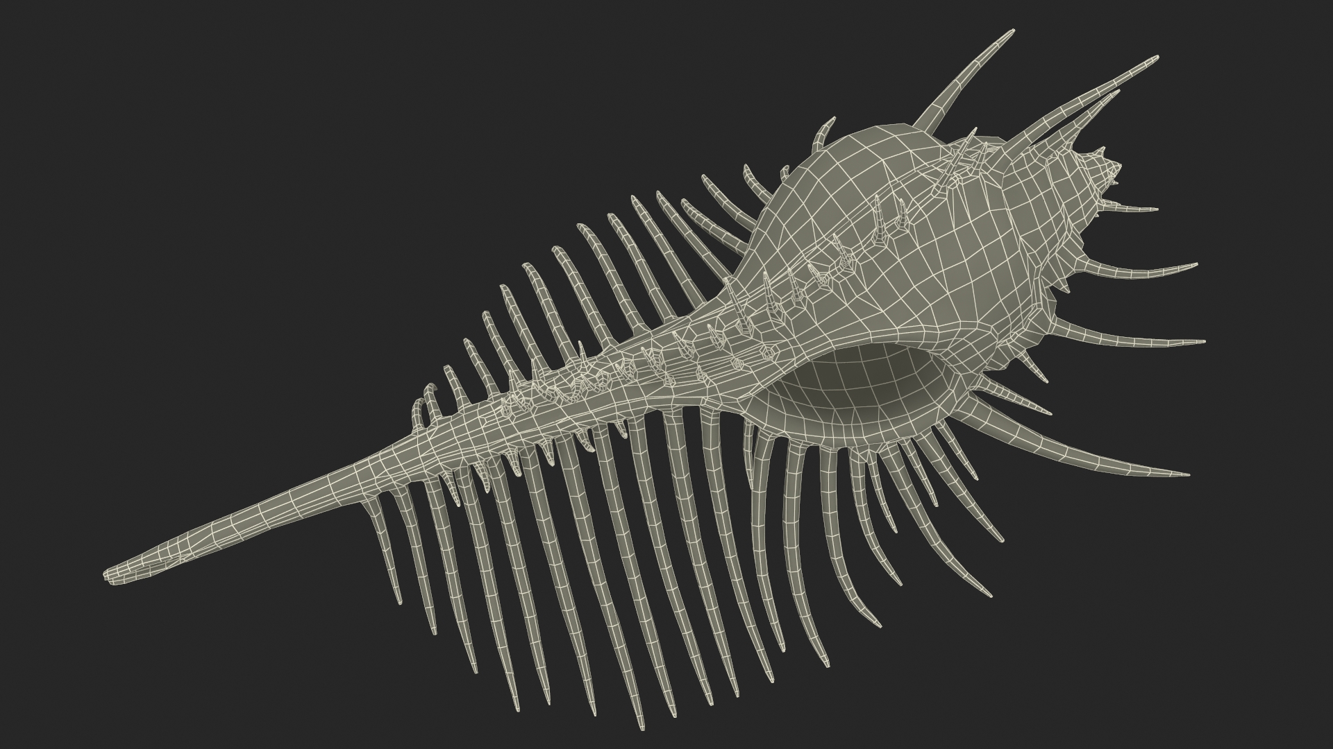 3D Seashell Venus Comb Murex White