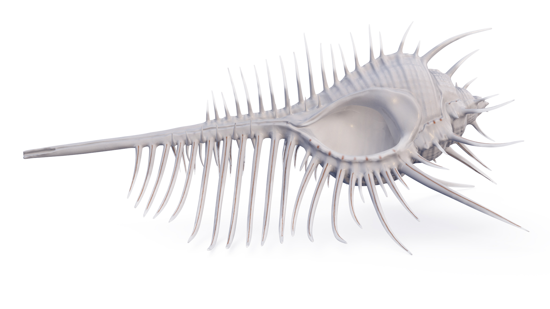 3D Seashell Venus Comb Murex White