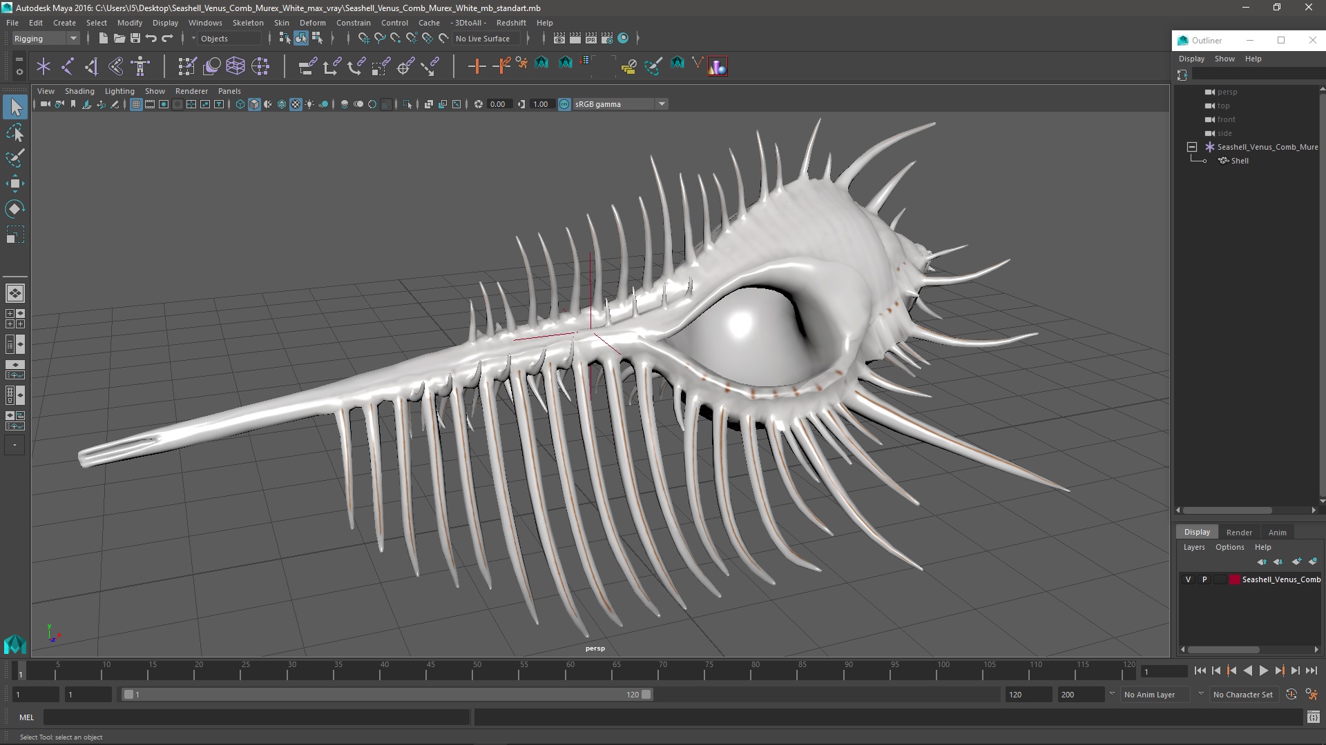 3D Seashell Venus Comb Murex White