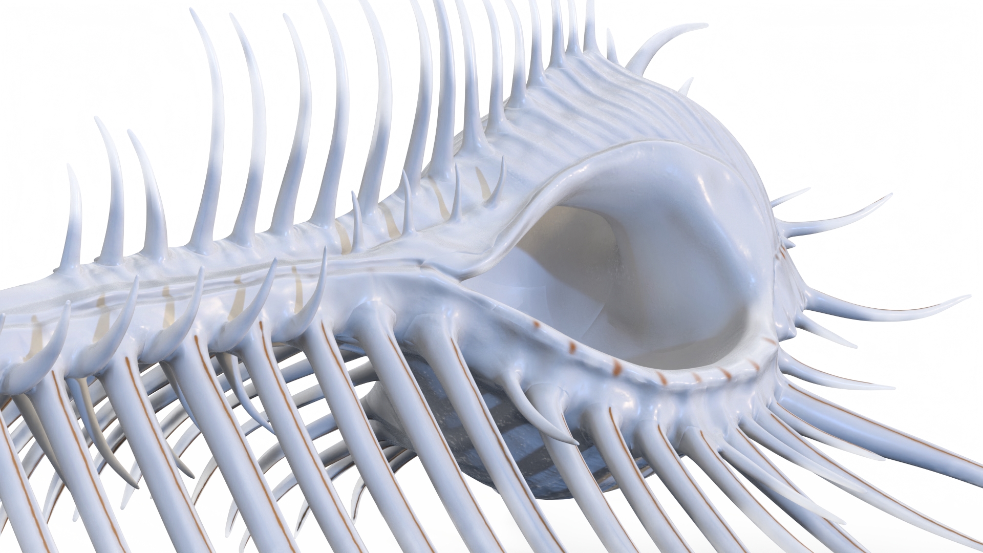 3D Seashell Venus Comb Murex White