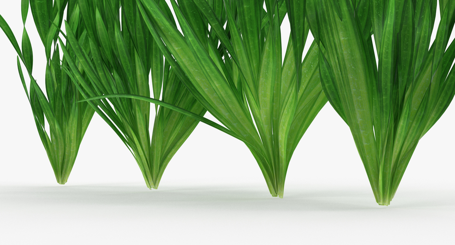 3D Vallisneria Spiralis Background Aquarium Plants Set