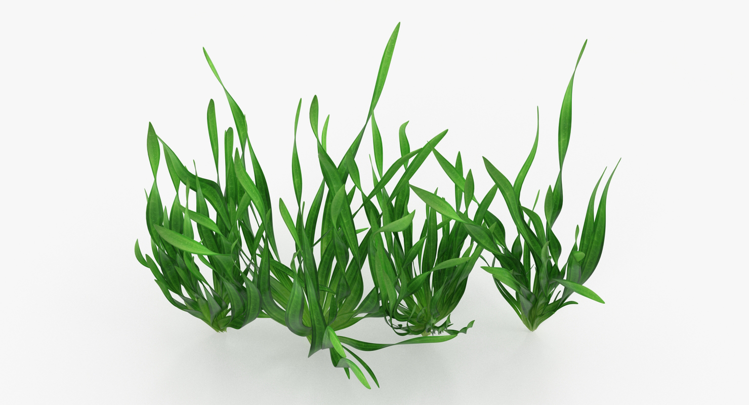 3D Vallisneria Spiralis Background Aquarium Plants Set