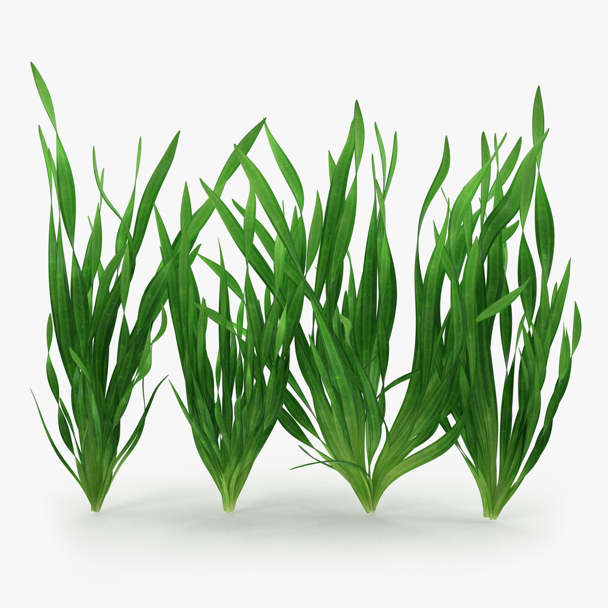 Vallisneria Spiralis Background Aquarium Plants Set, view 3