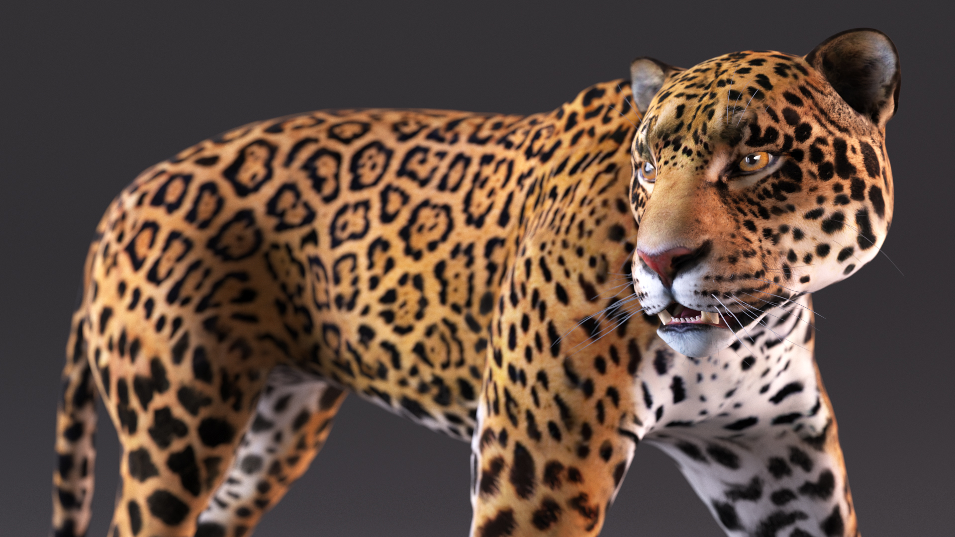 Jaguar Walking Pose 3D model