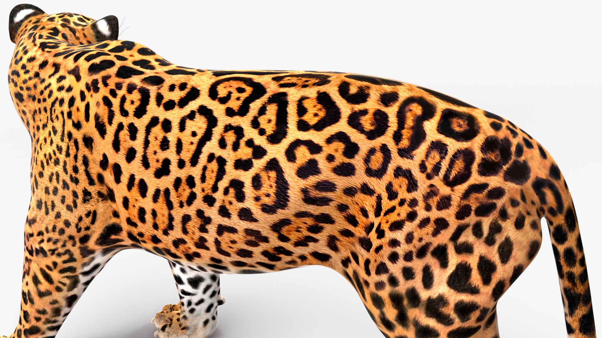 Jaguar Walking Pose 3D model