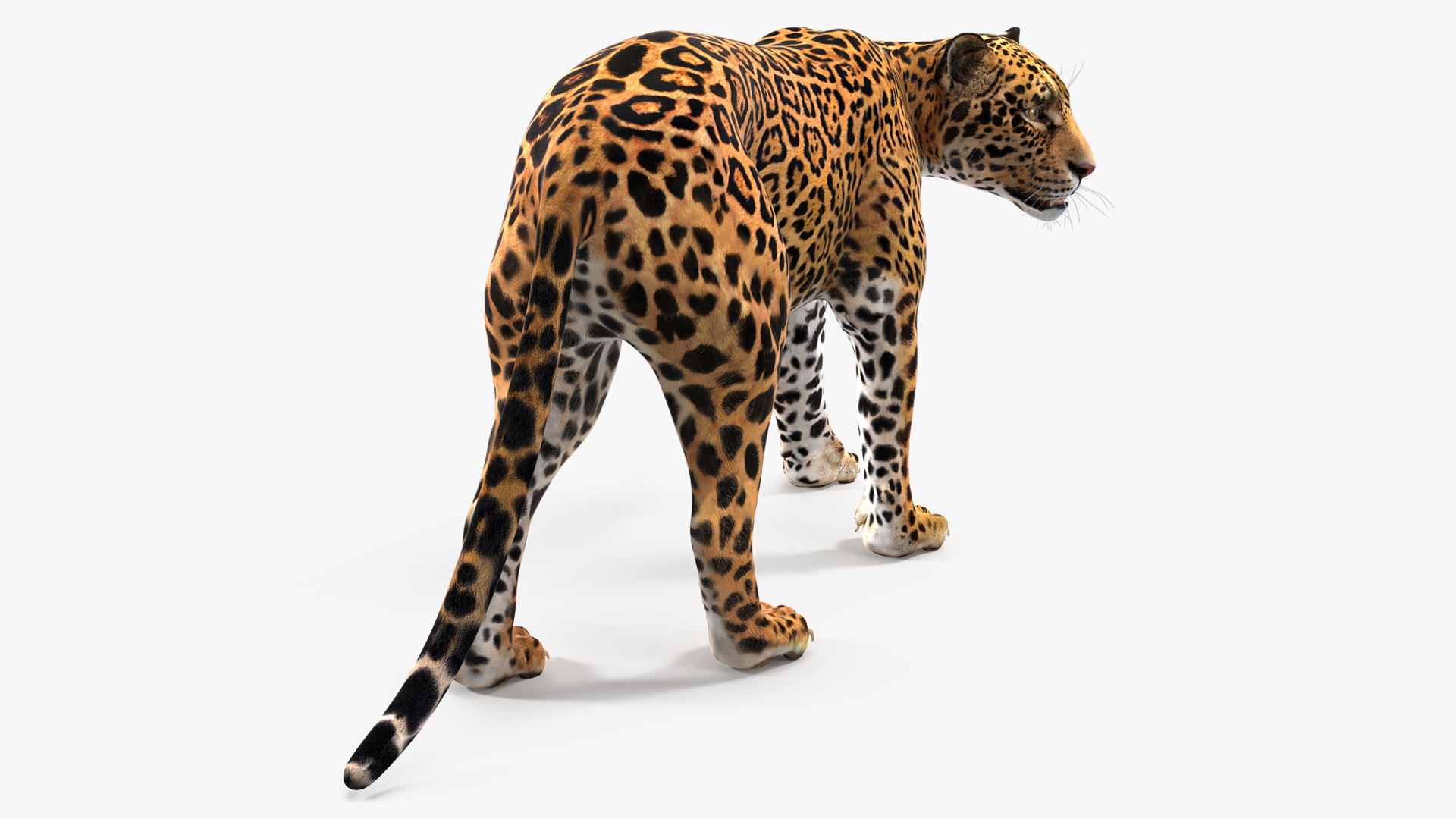 Jaguar Walking Pose 3D model