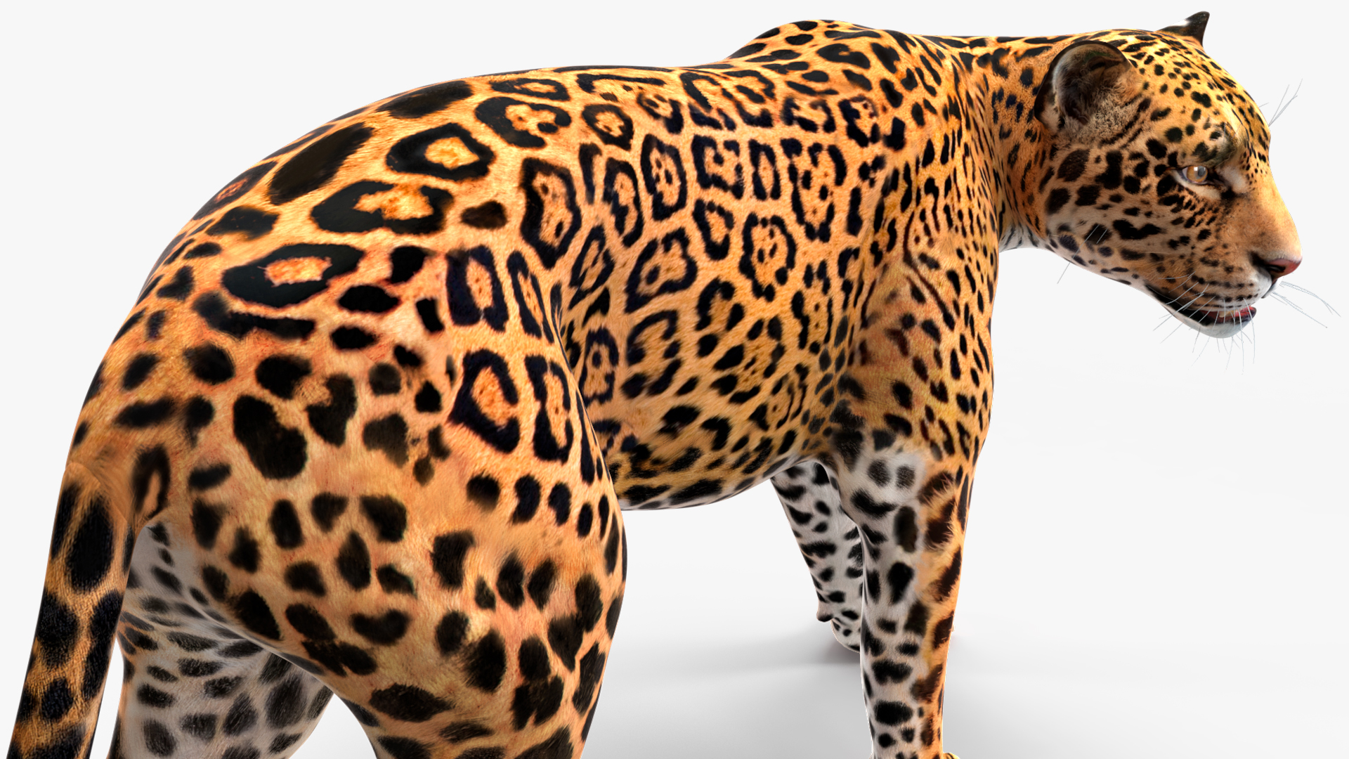 Jaguar Walking Pose 3D model