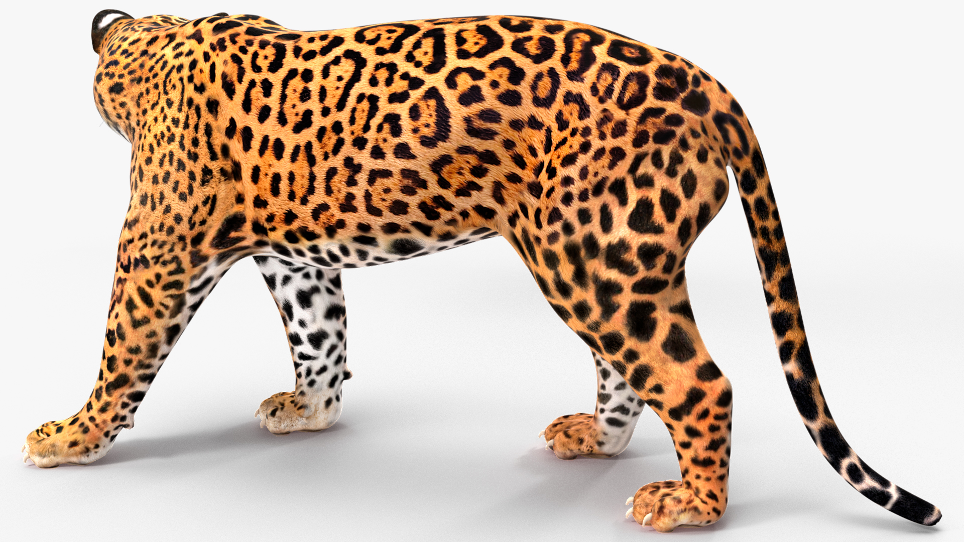 Jaguar Walking Pose 3D model