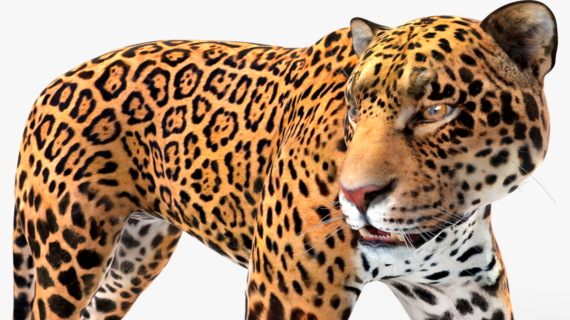 Jaguar Walking Pose 3D model