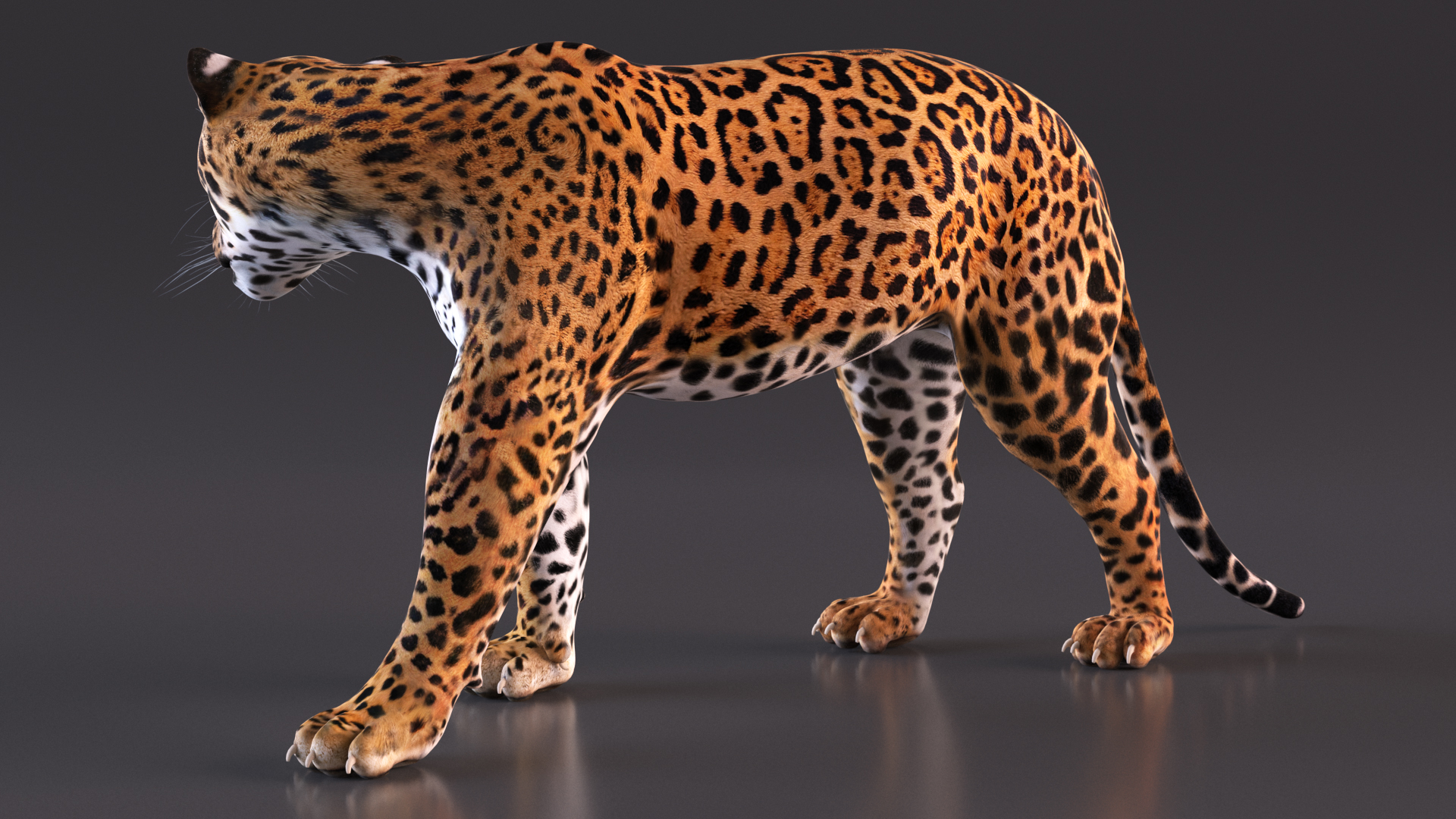 Jaguar Walking Pose 3D model