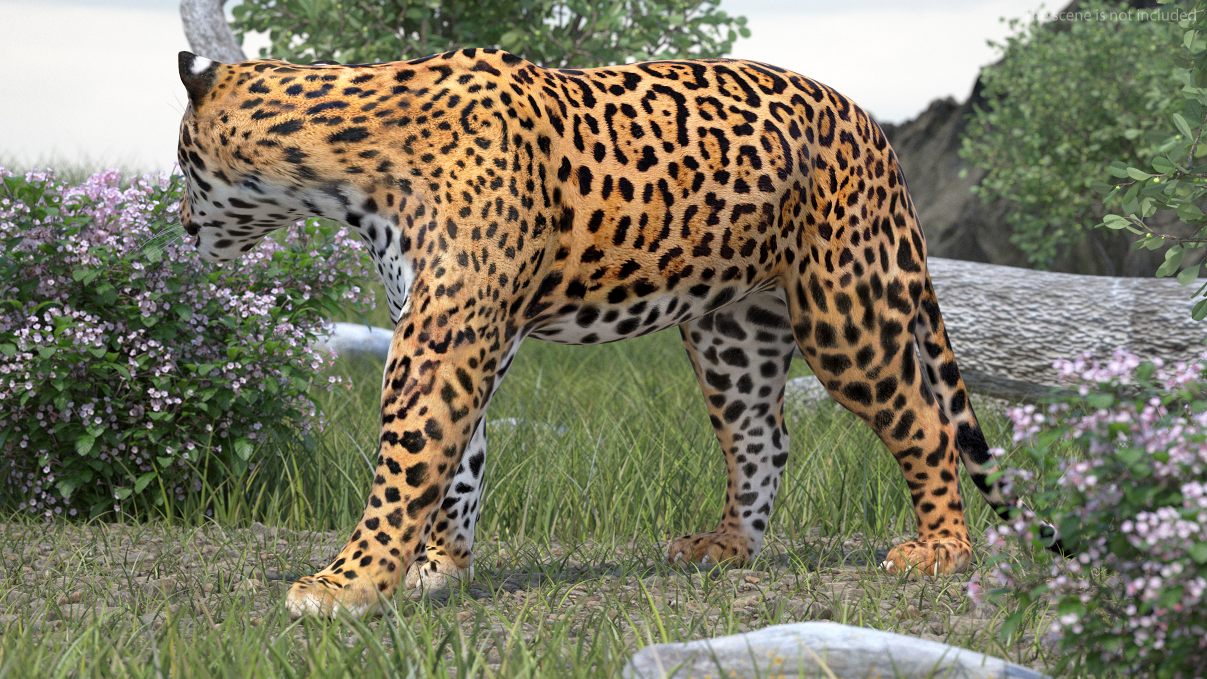 Jaguar Walking Pose 3D model