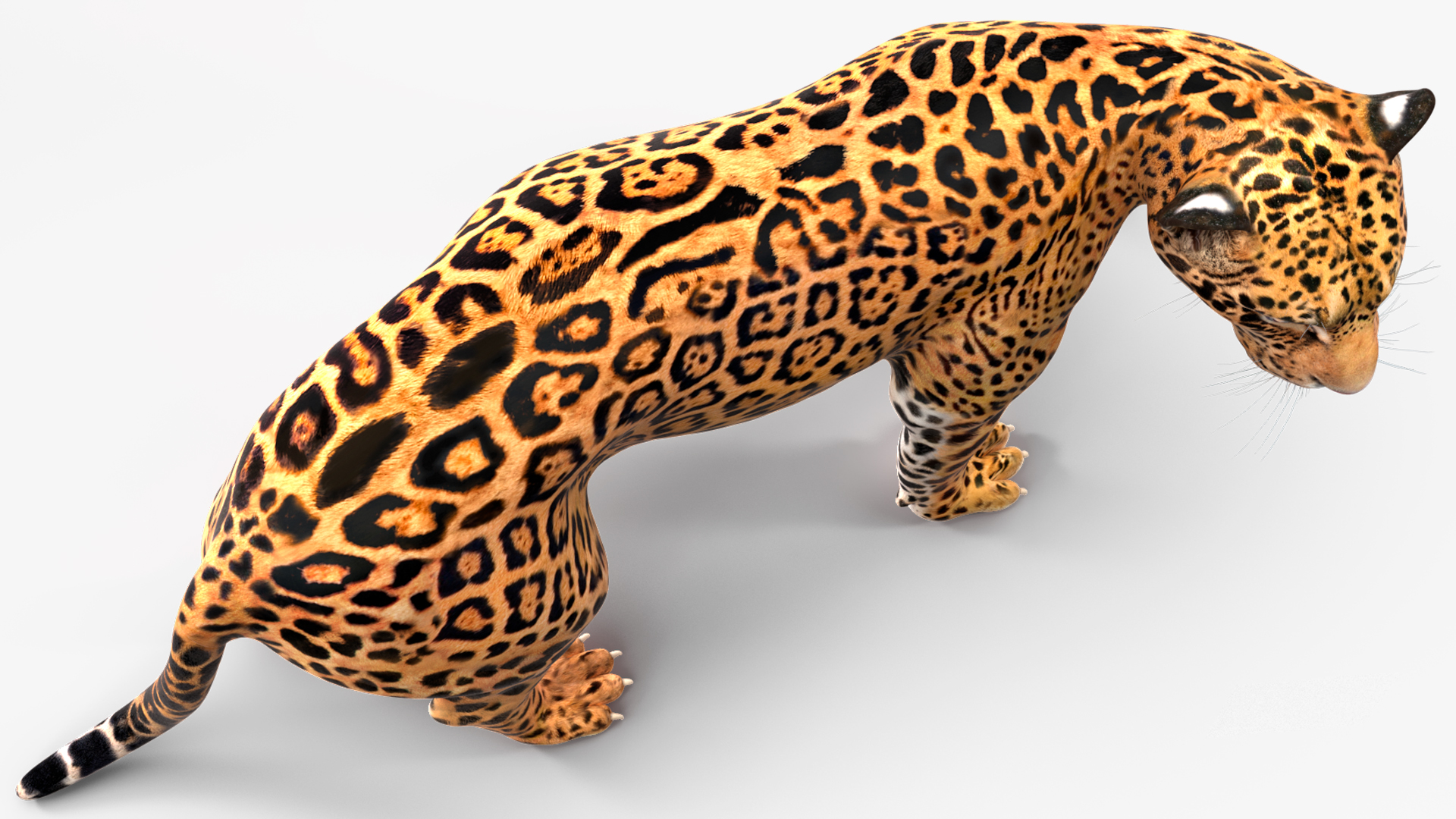 Jaguar Walking Pose 3D model