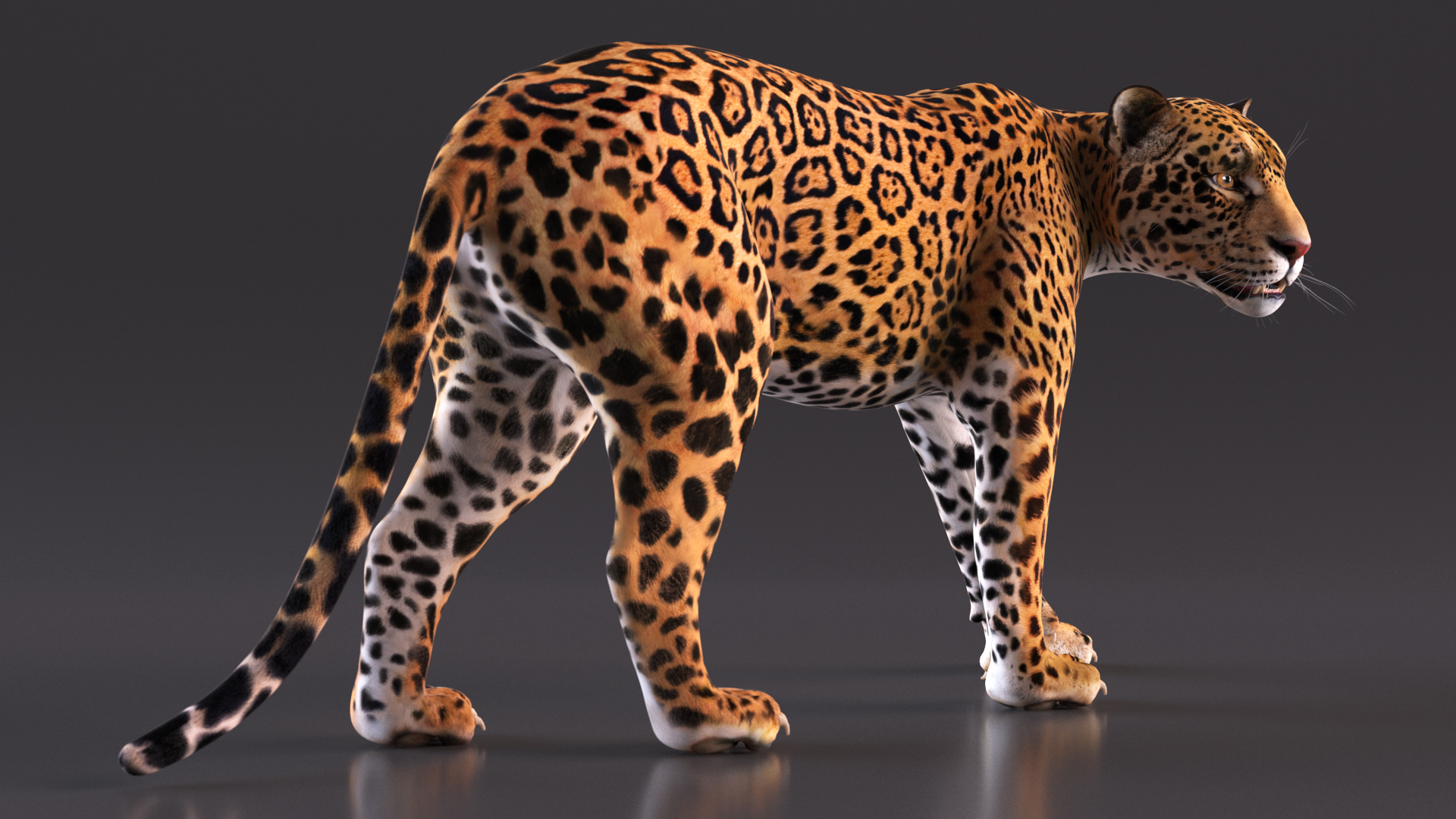 Jaguar Walking Pose 3D model
