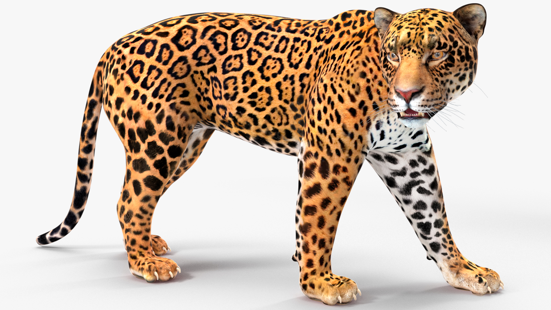 Jaguar Walking Pose 3D model