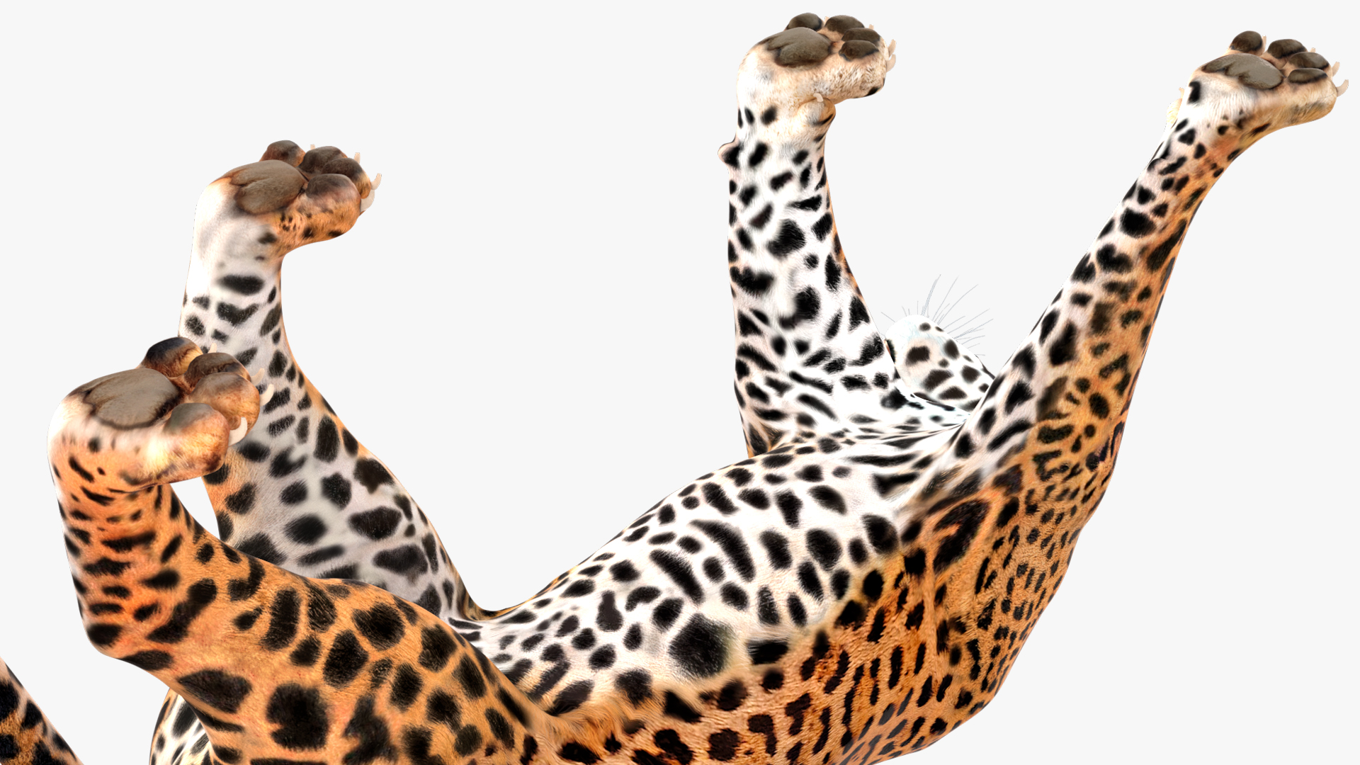 Jaguar Walking Pose 3D model
