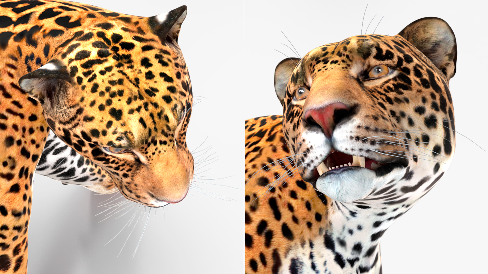Jaguar Walking Pose 3D model