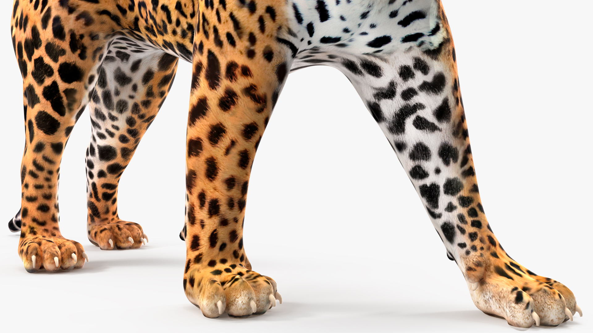 Jaguar Walking Pose 3D model