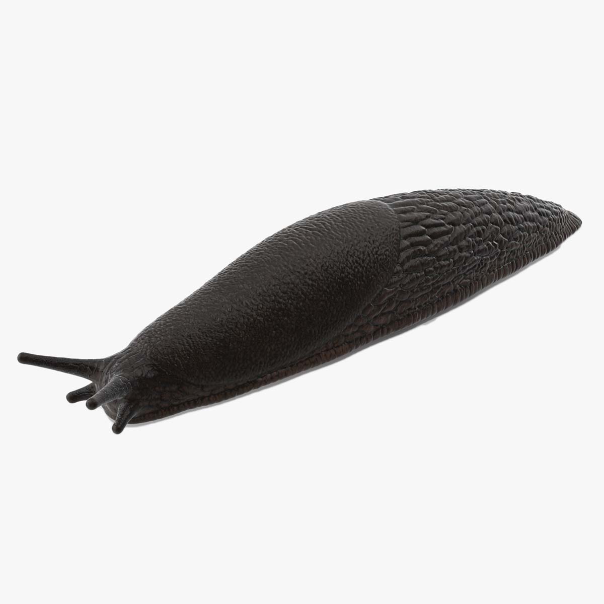 Garden Slug Rigged for Cinema 4D 3D
