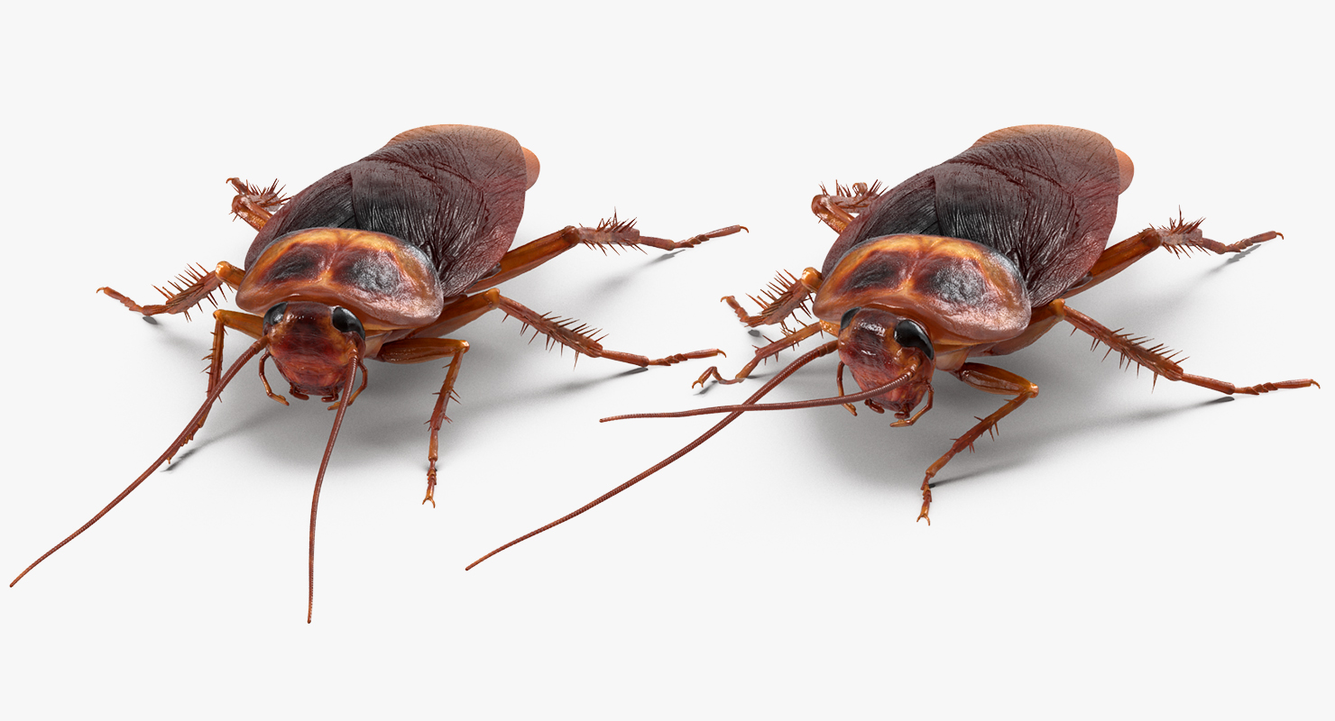 3D Cockroach Rigged