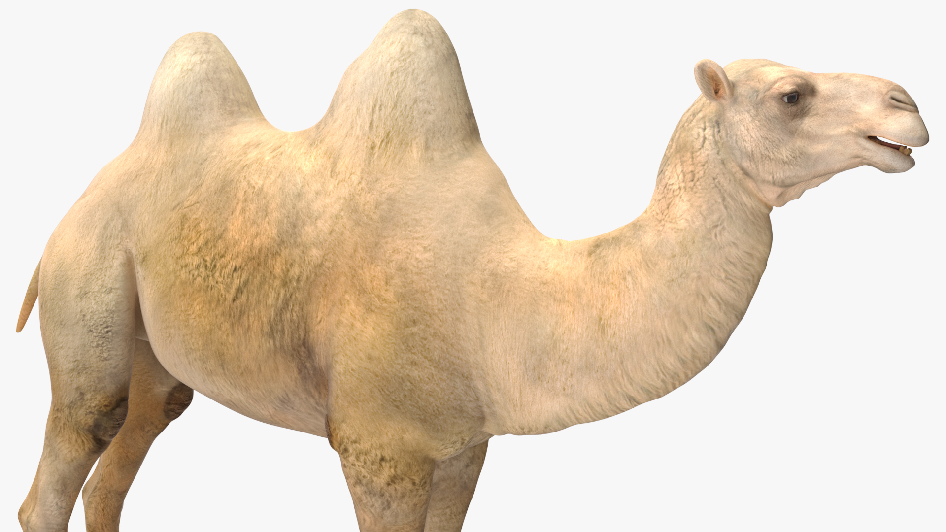 3D Bactrian Camel Light Colored model