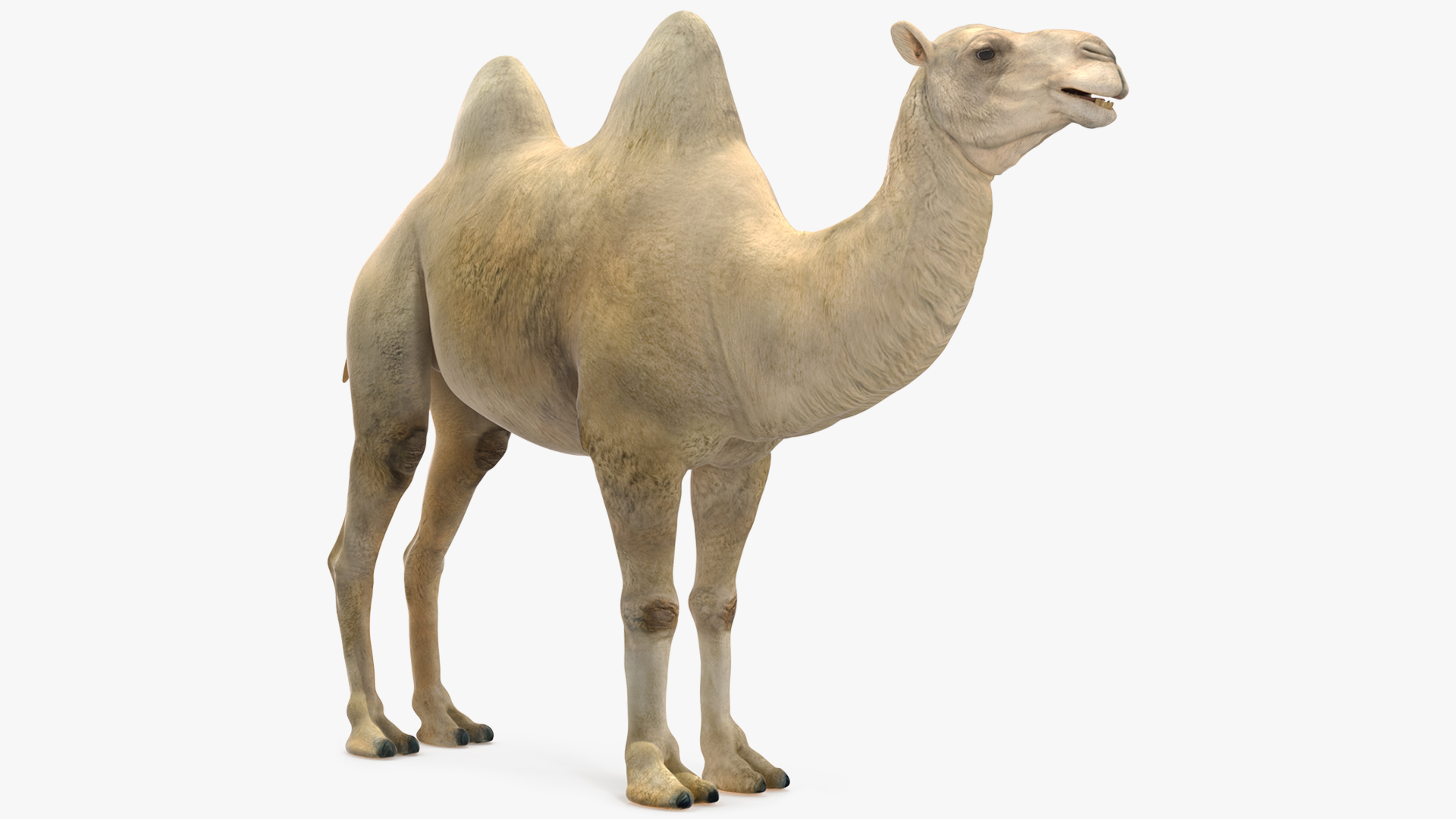 3D Bactrian Camel Light Colored model