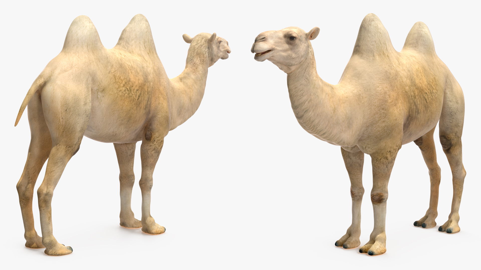 3D Bactrian Camel Light Colored model